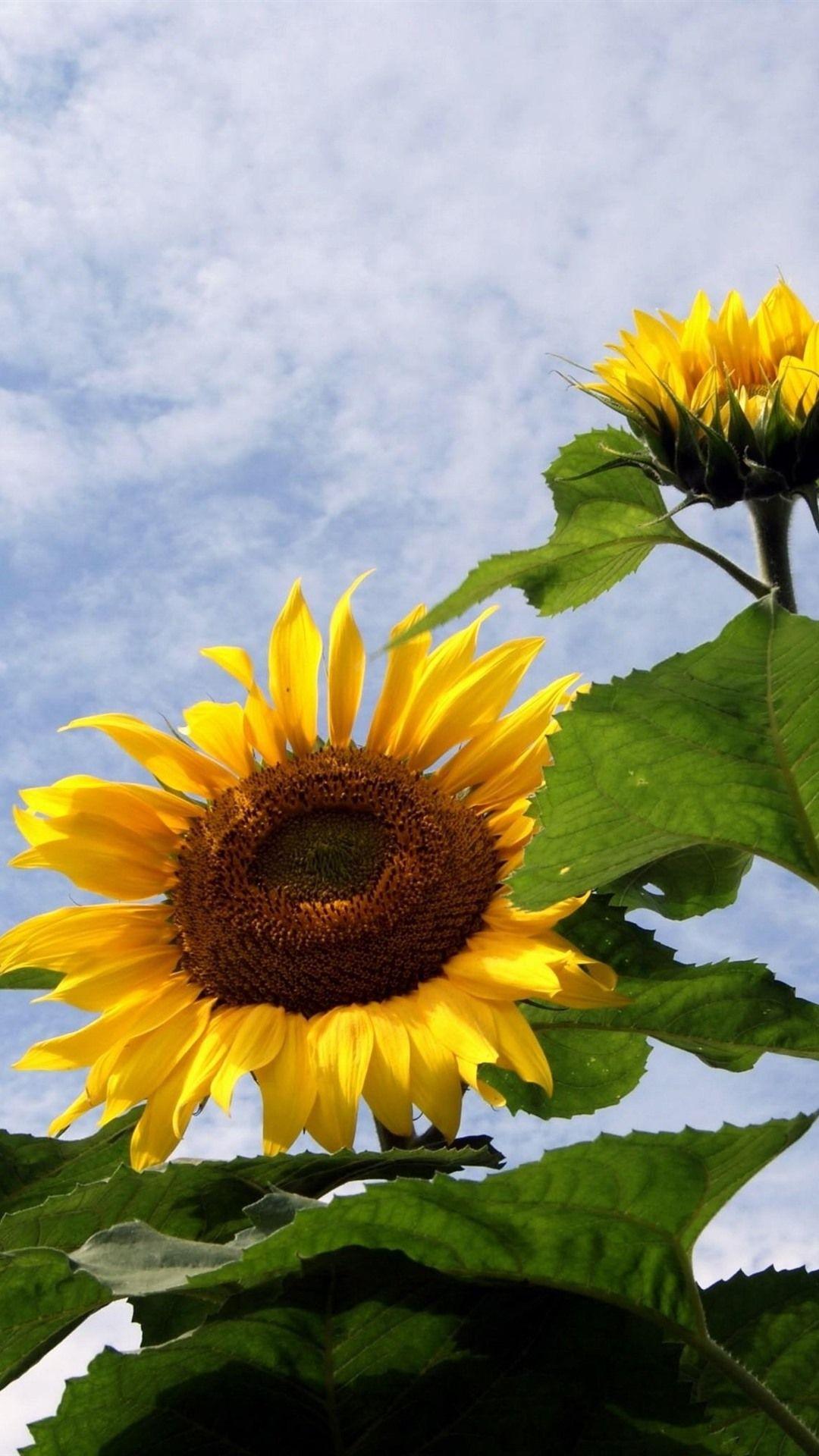 1080x1920 Sunflowers, Sky, Clouds, Summer 1080x1920 IPhone 8 7 6 6S