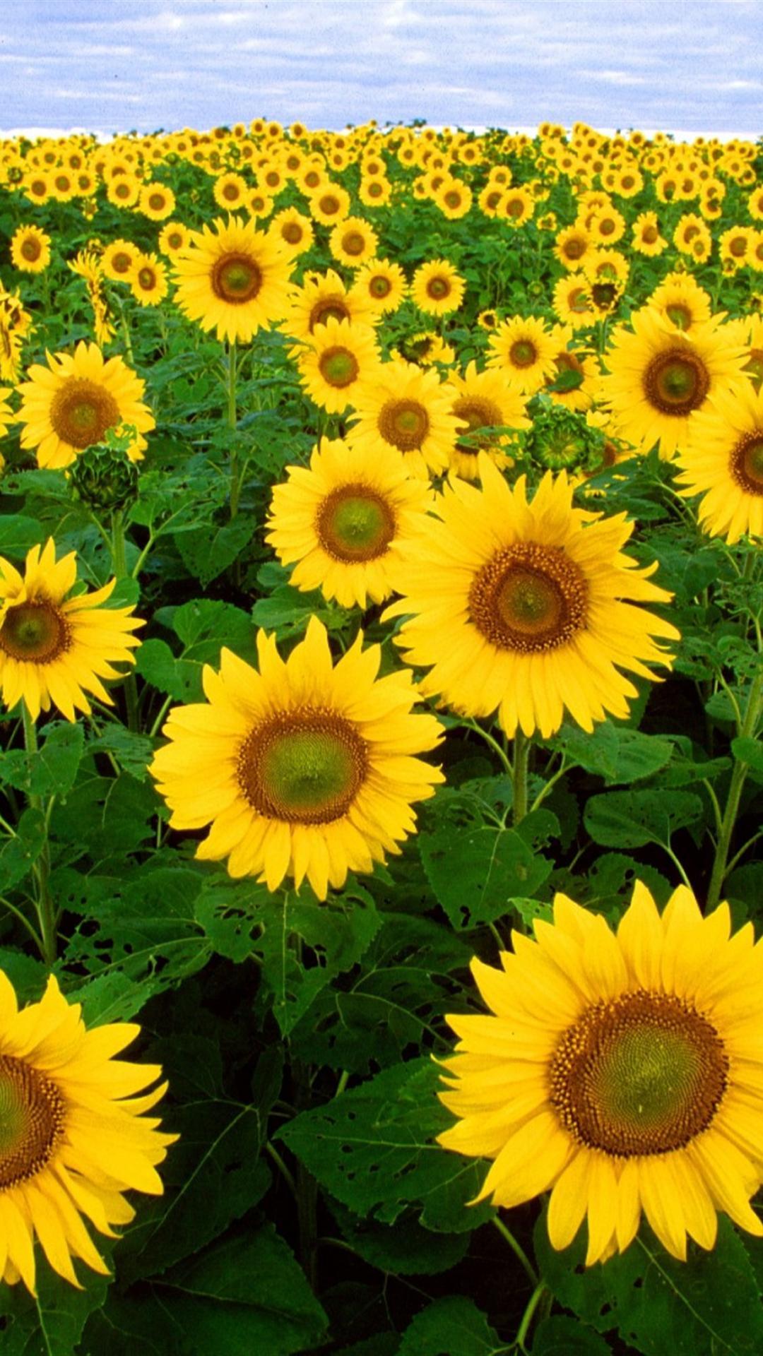 1080x1920 Sunflowers Field Summer Green Sky iPhone 6 Plus Wallpaper HD