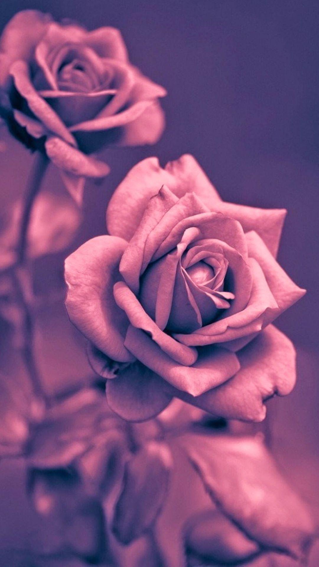 1080x1920 Beautiful Pink Rose Closeup iPhone 8 Wallpaper Free Download
