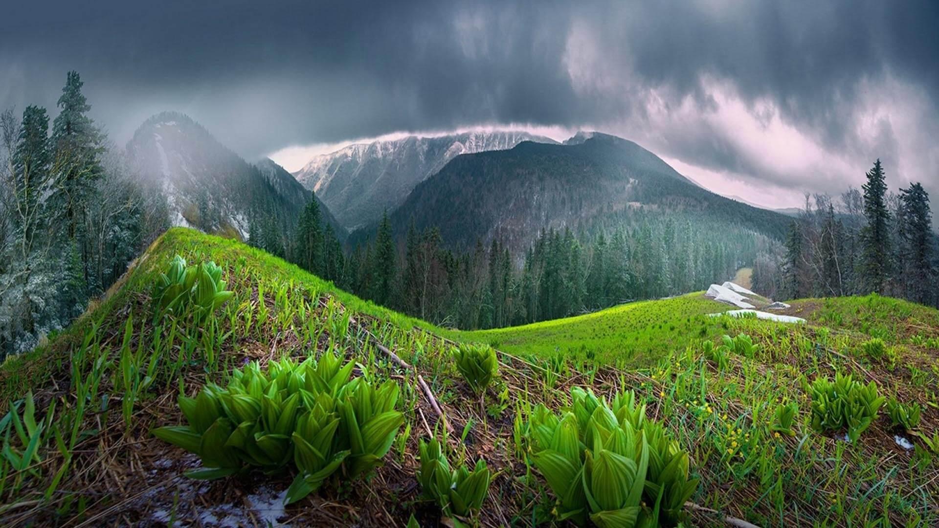 Rainy Forest Wallpapers Top Free Rainy Forest Backgrounds