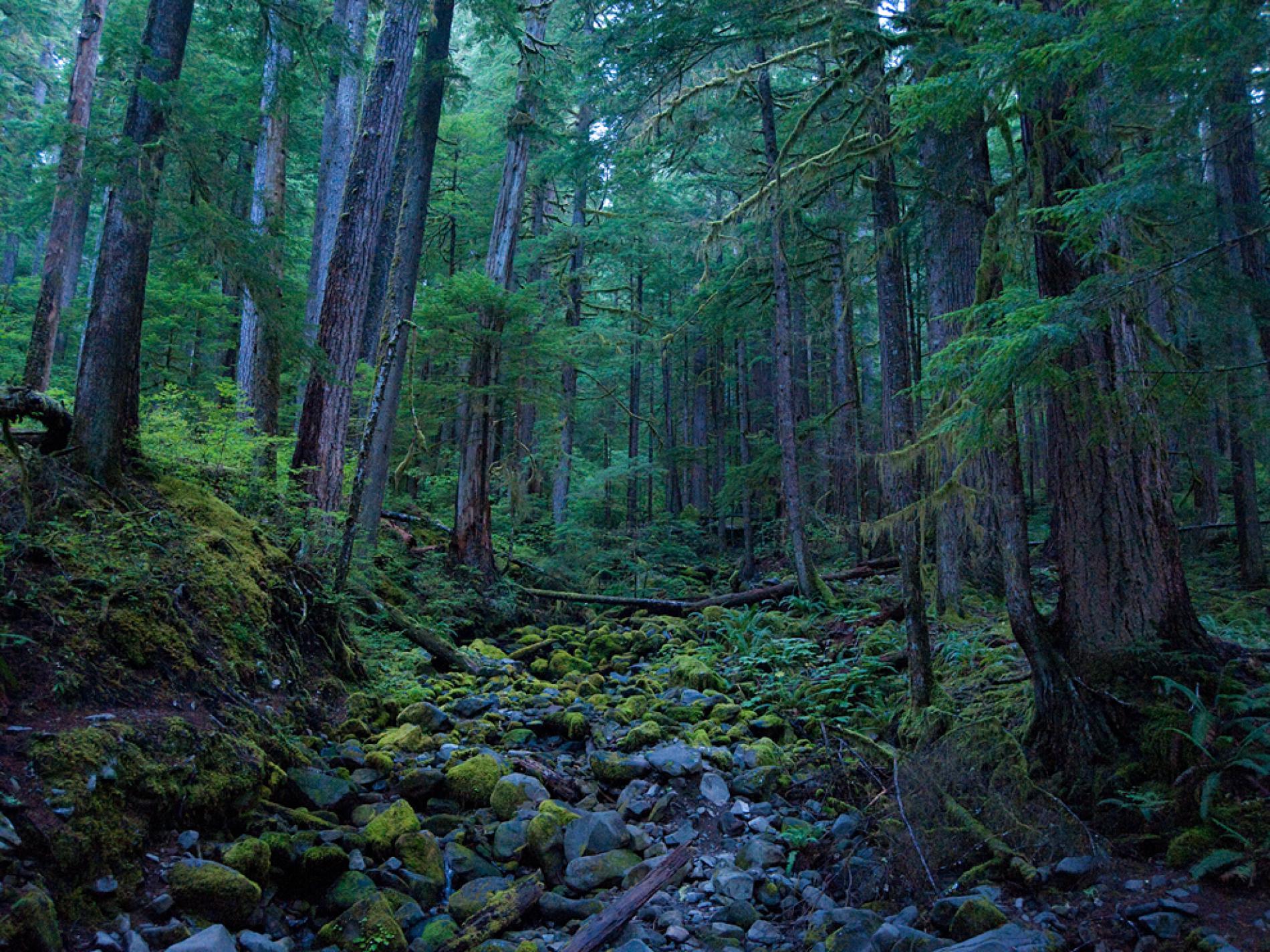 1900x1424 Rainy Forest Wallpaper