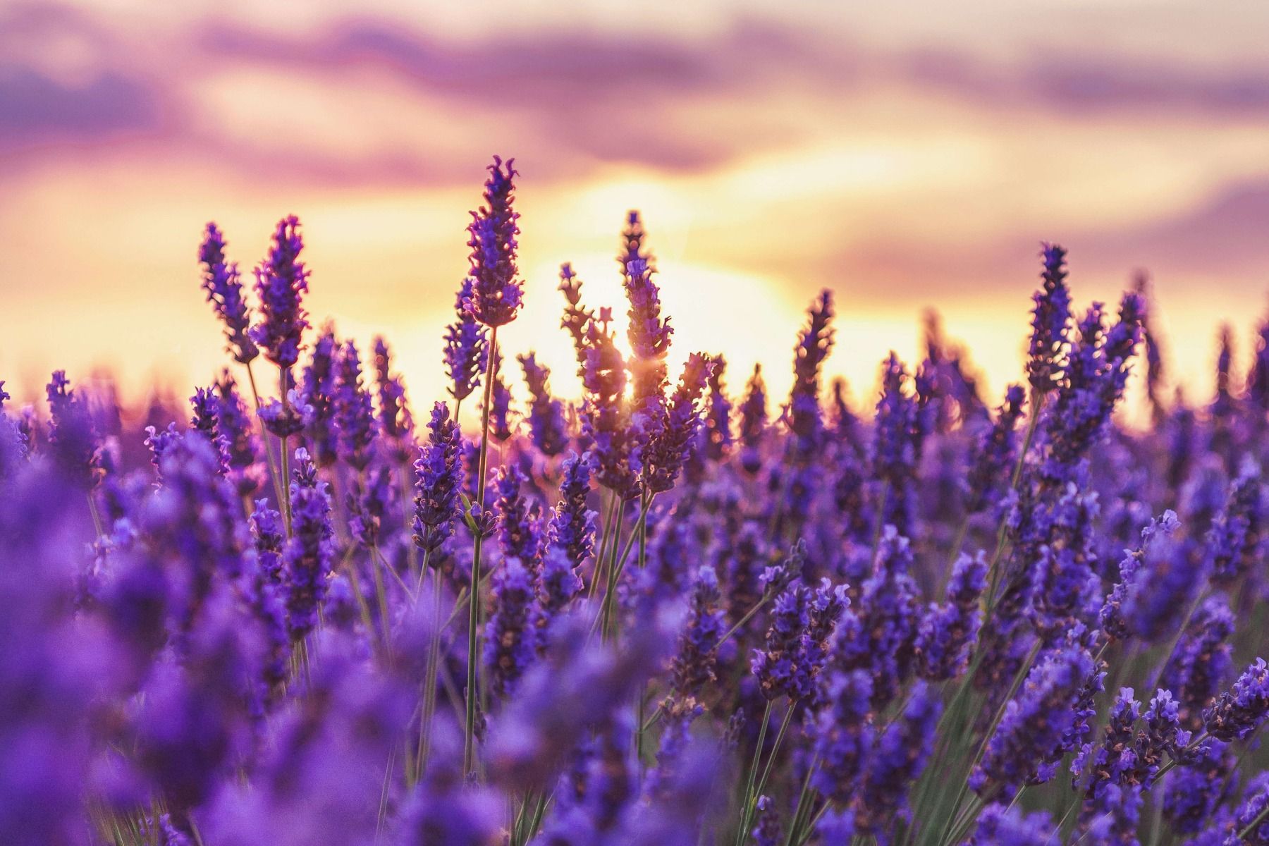 1800x1200 Lavender flowers