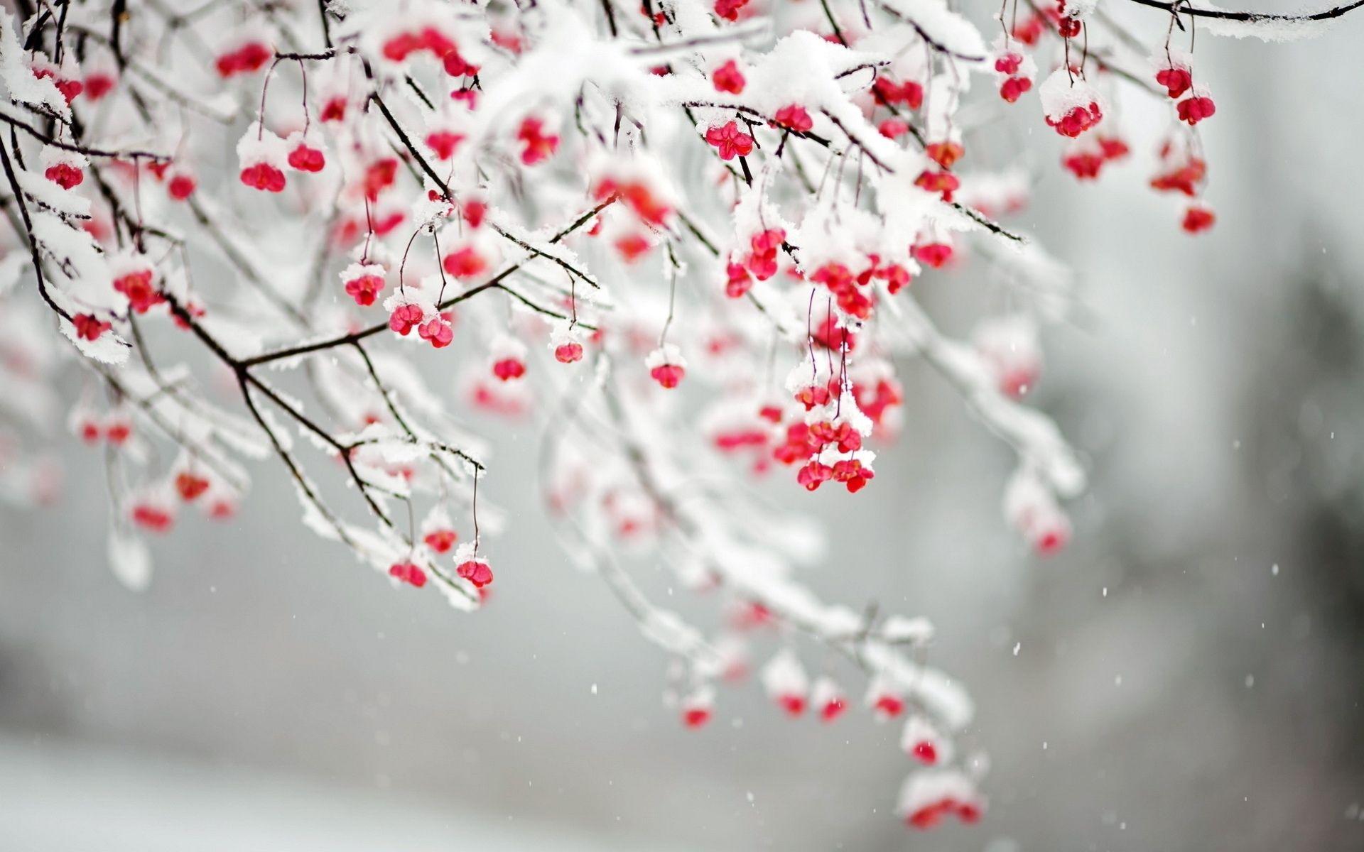 1920x1200 Free download Wallpaper Winter Flowers [1920x1200]