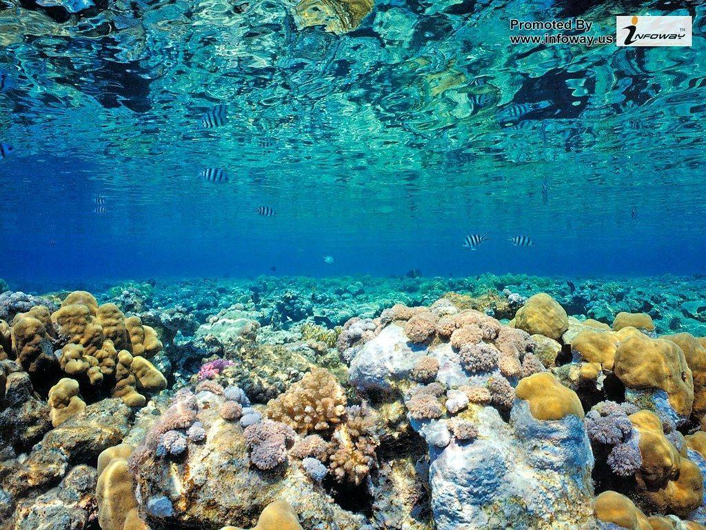1024x768 hd wallpaper coral reef wallpaper wallpaper. HD wallpaper