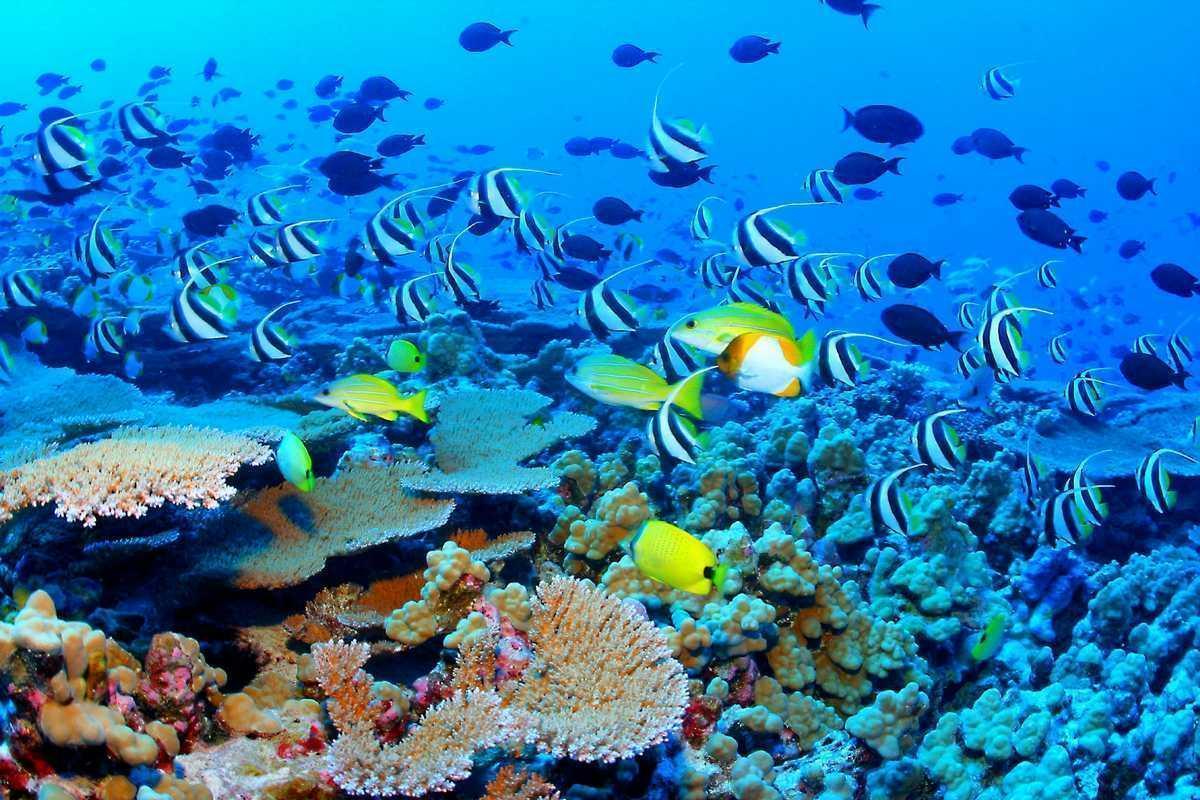 1200x800 Great Barrier Reef Wallpaper