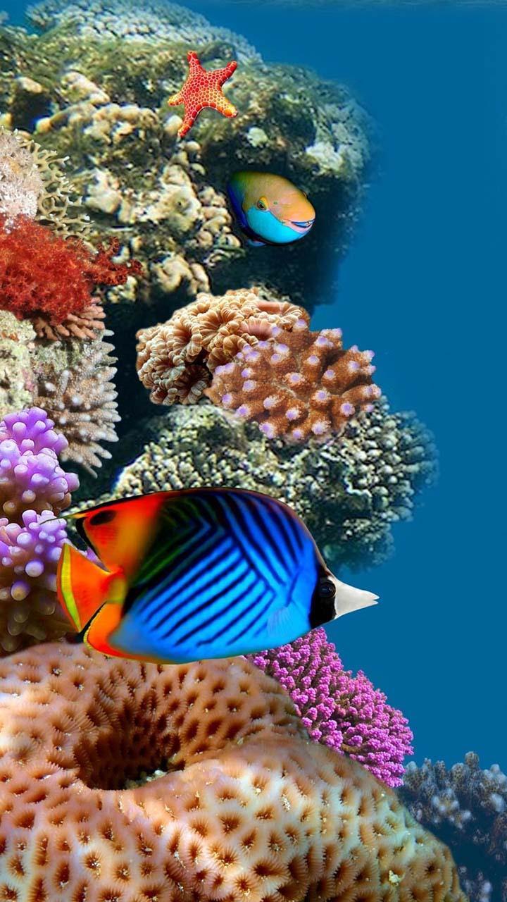 720x1280 Coral Reef Wallpaper (4K Ultra HD) for Android
