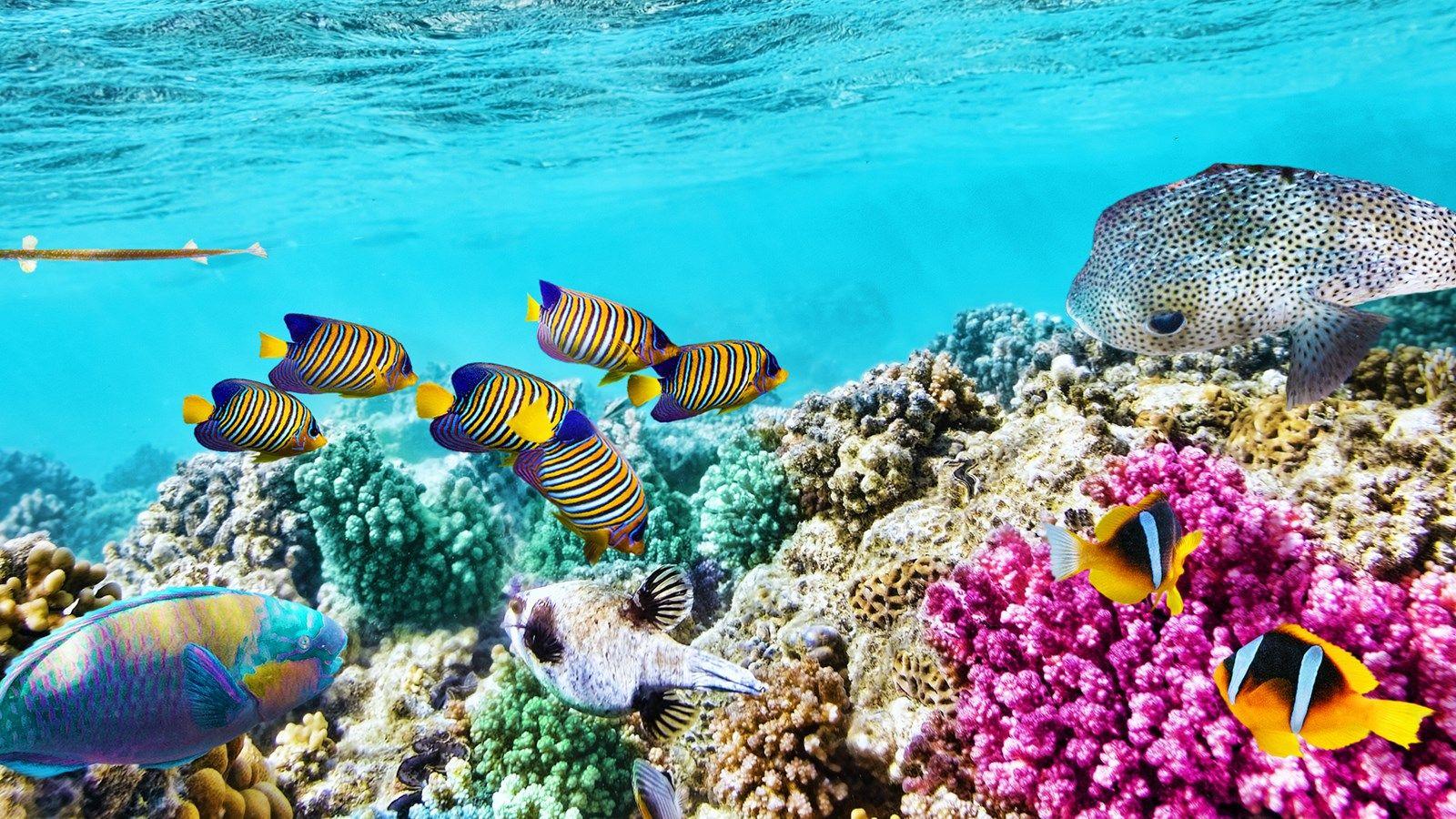 1600x900 Great Barrier Reef Wallpaper 8 X 900