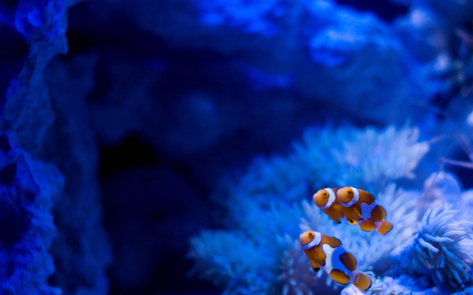 1920x1200 HD Reef Wallpaper. Reef Best Picture Collection
