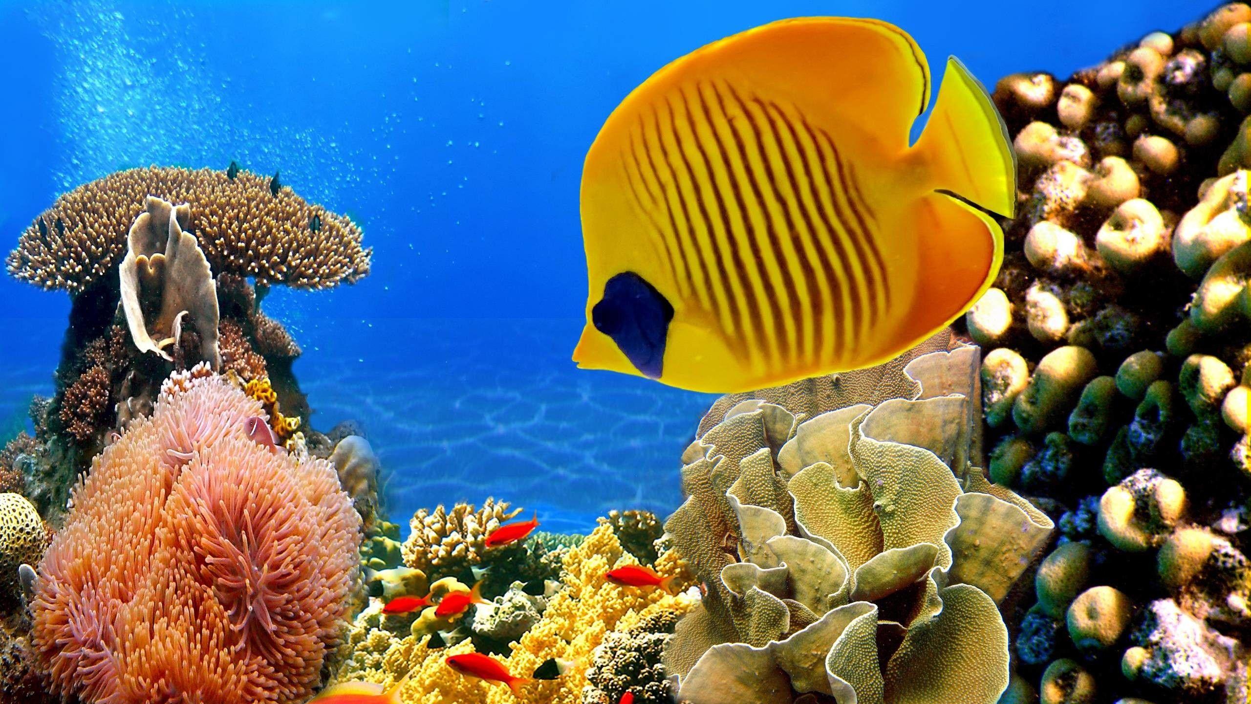 2560x1440 Coral Reef Wallpaper background picture