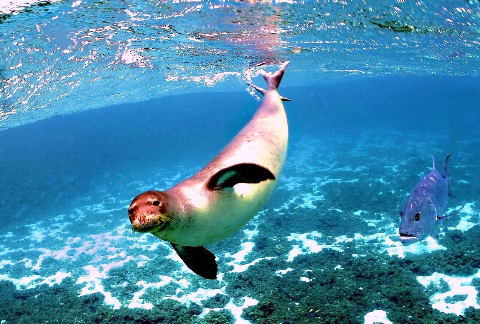 1600x1080 Ocean Sea Life Coral Reefs Fish Seal Reef Wallpaper
