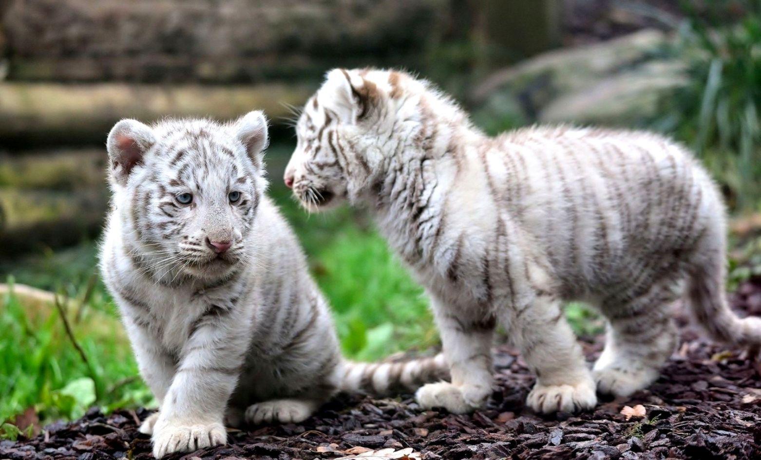 Animals Wallpapers - Top Free Animals Backgrounds - WallpaperAccess Animals Wallpapers - Top Free Animals Backgrounds - WallpaperAccess