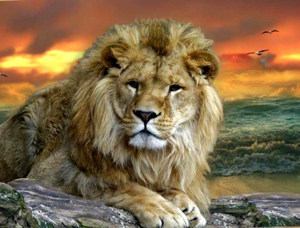 1039x788 Free Animals Wallpaper