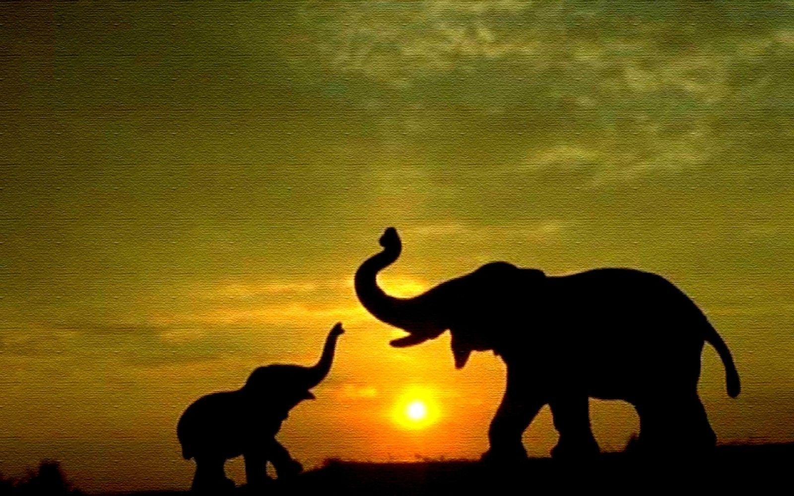 Cool Elephant Wallpapers Top Free Cool Elephant Backgrounds Wallpaperaccess