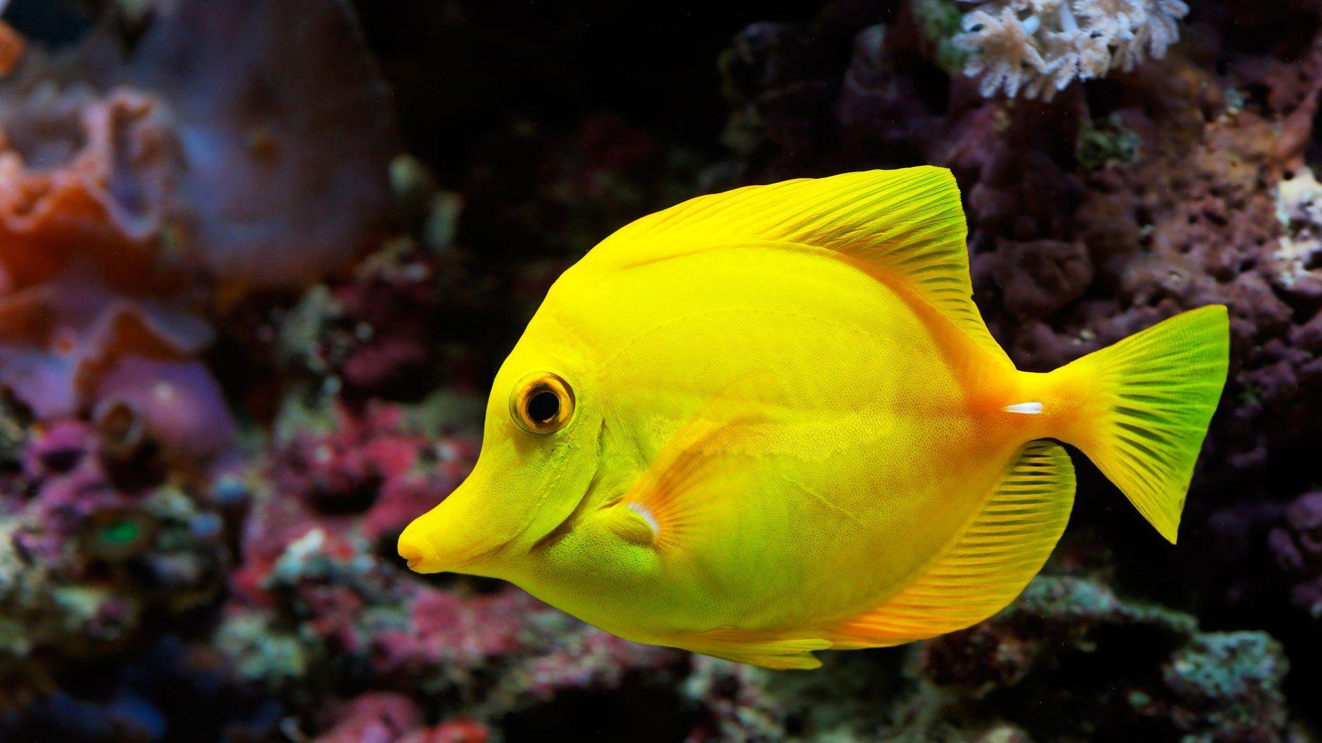1920x1080 Fish Wallpaper