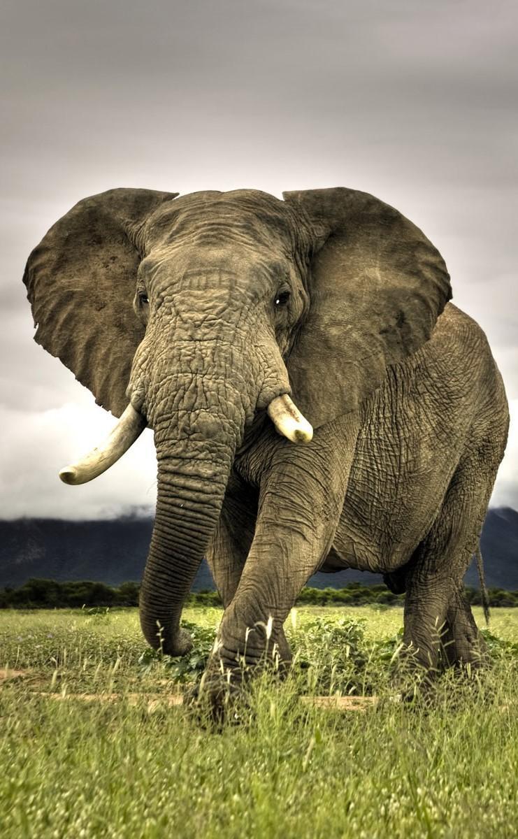 741x1200 Wild Animals Wallpaper HD for Android