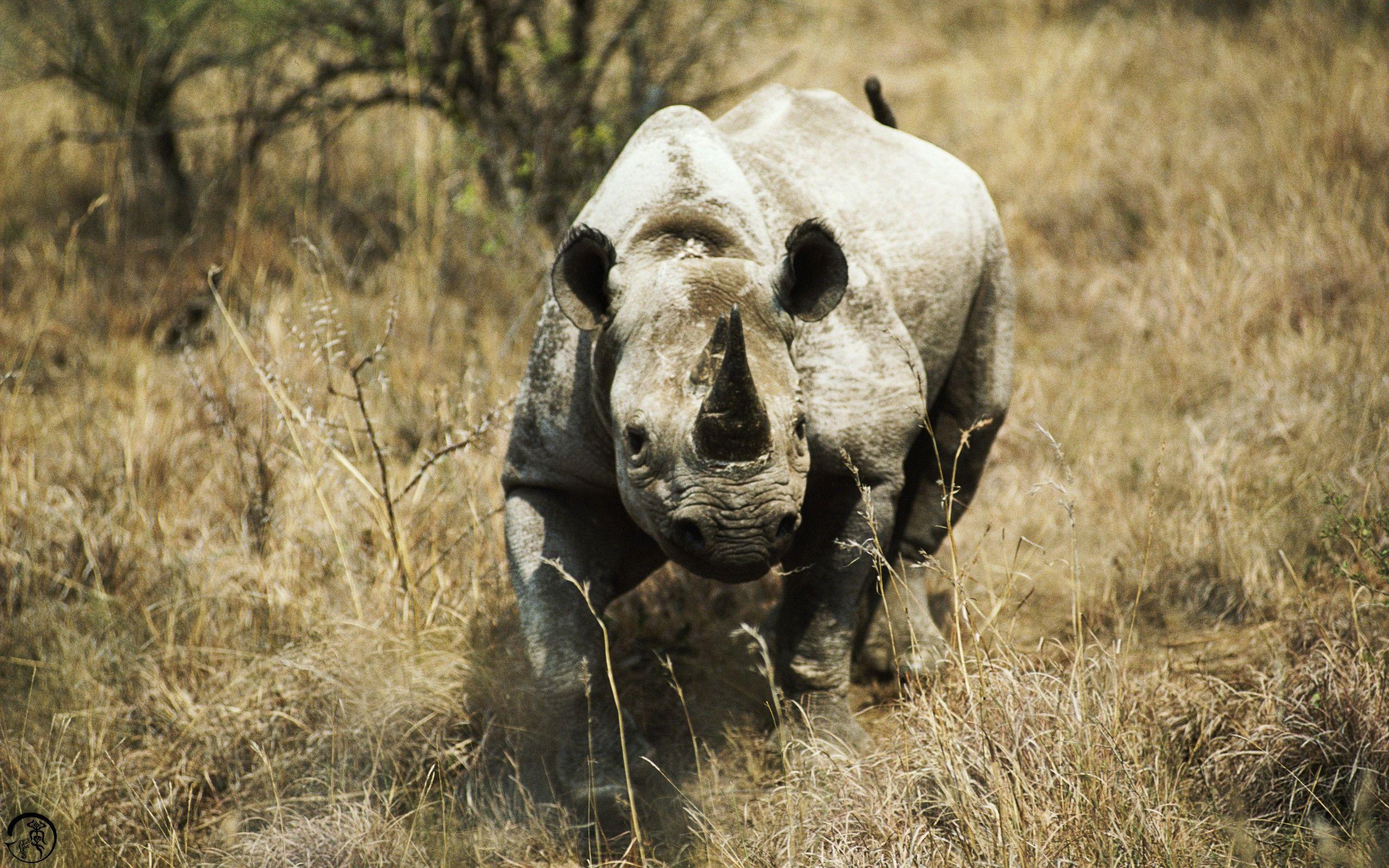 2560x1600 2560x1600 rhino animals wallpaper and background