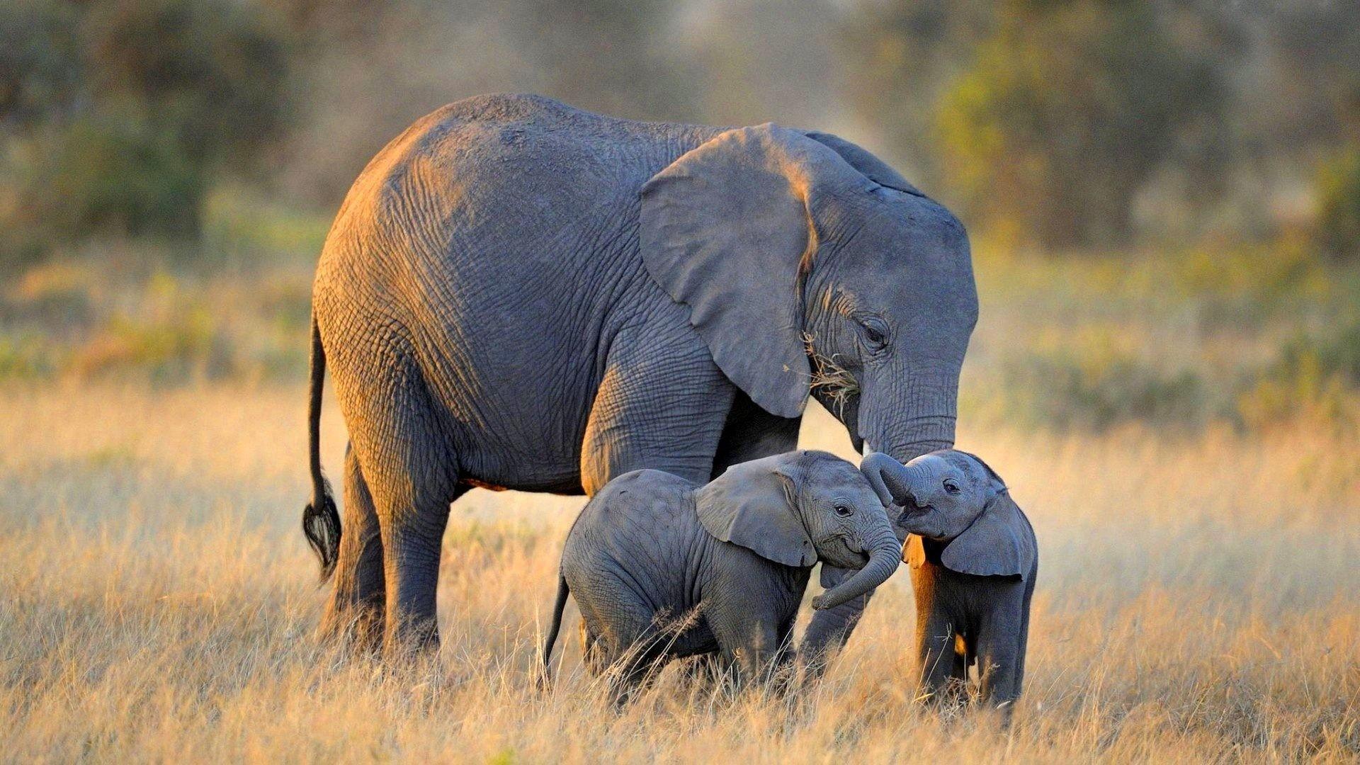 1920x1080 Download Elephant Computer Wallpaper, HD Background