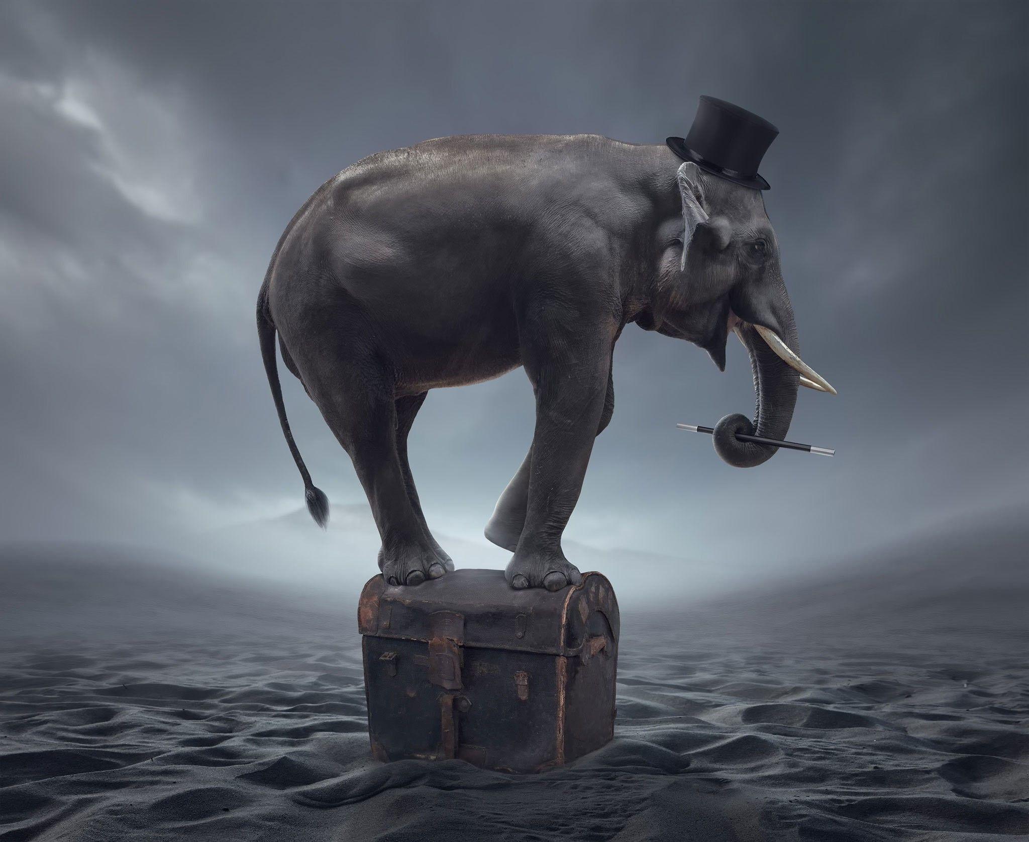2048x1675 elephants artwork fantasy art wallpaper