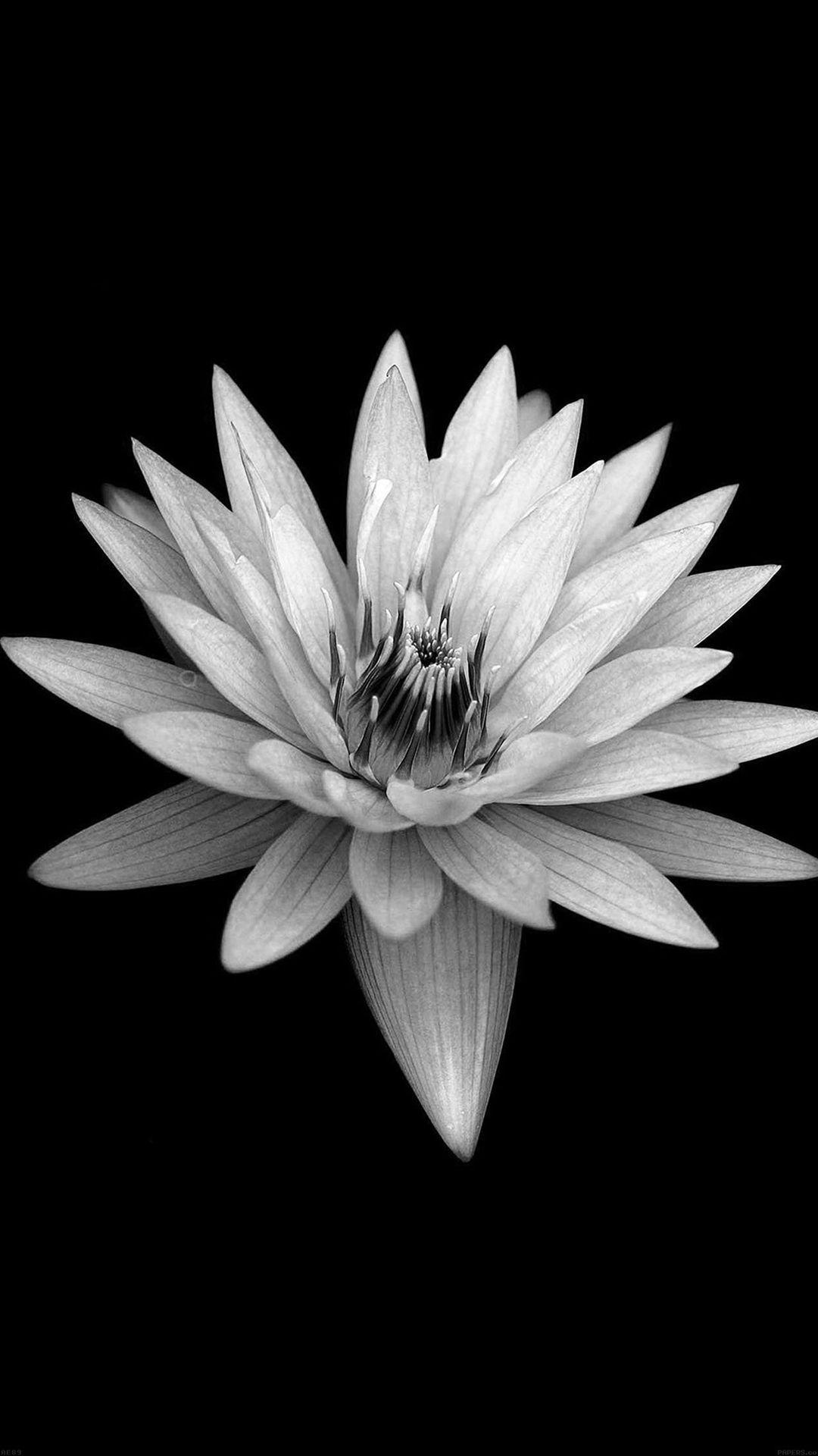 1080x1920 Black and White Flower iPhone Wallpaper at