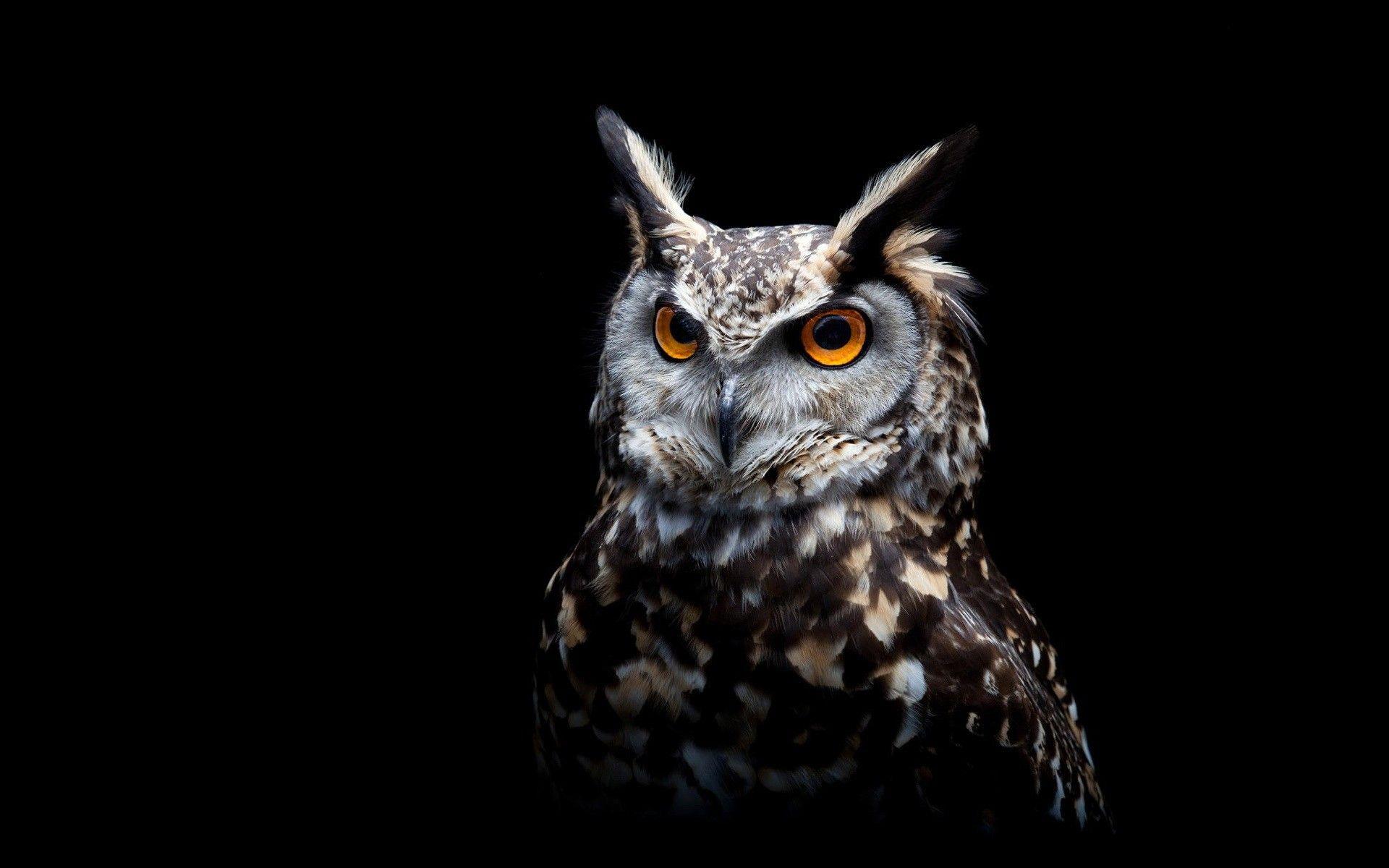 1920x1200 HD Owl Wallpaper