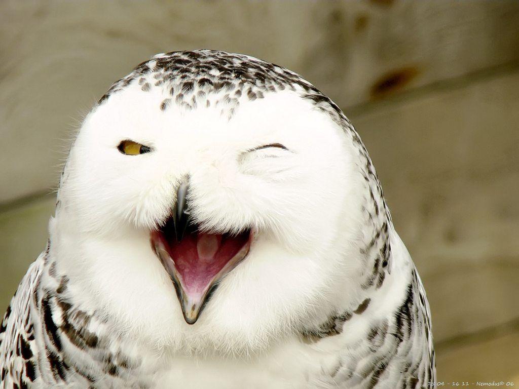 1024x768 Laughing Owl HD Desktop Wallpaper 20207 FOR LIBERTY