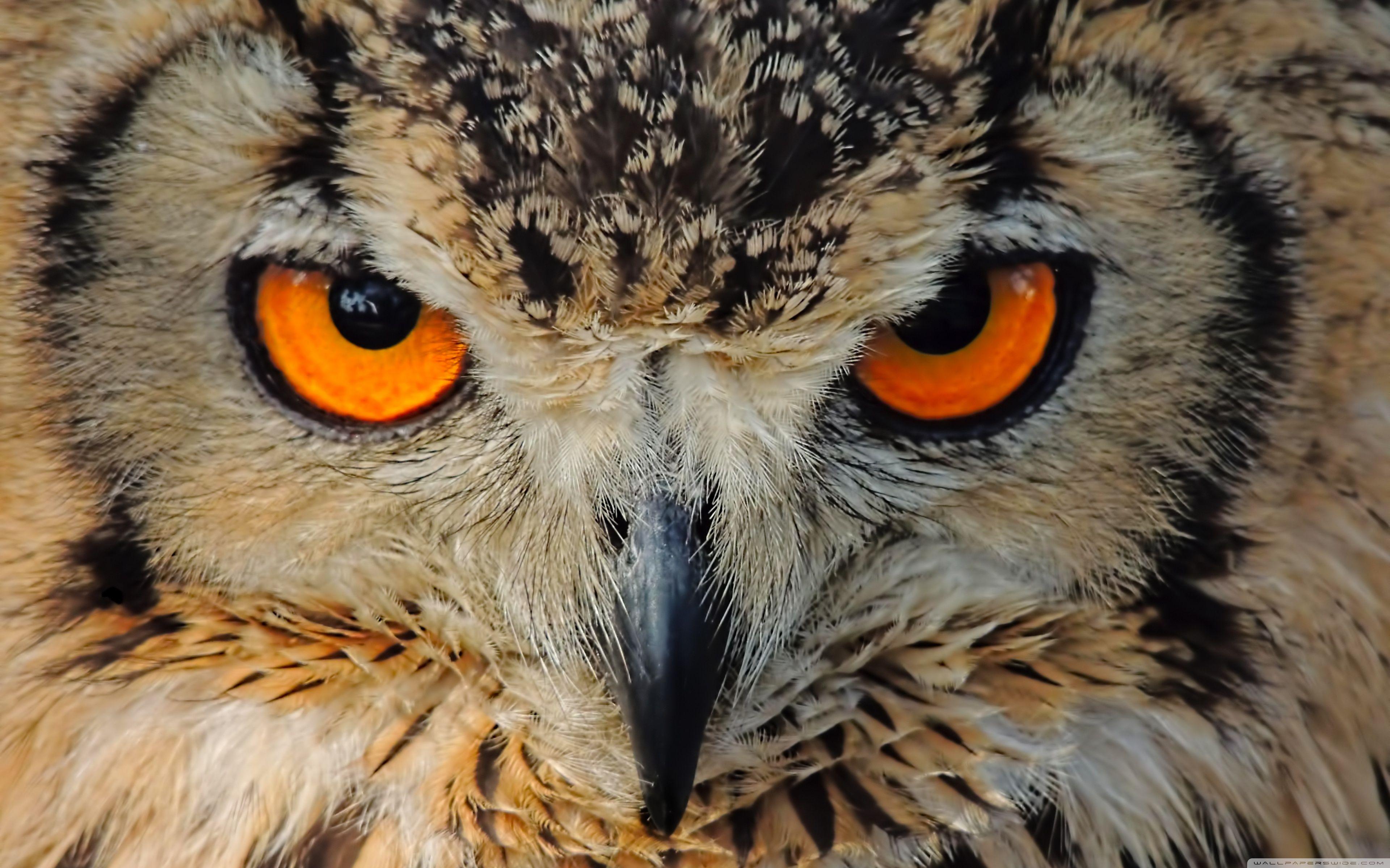 3840x2400 Indian Owl ❤ 4K HD Desktop Wallpaper for 4K Ultra HD TV