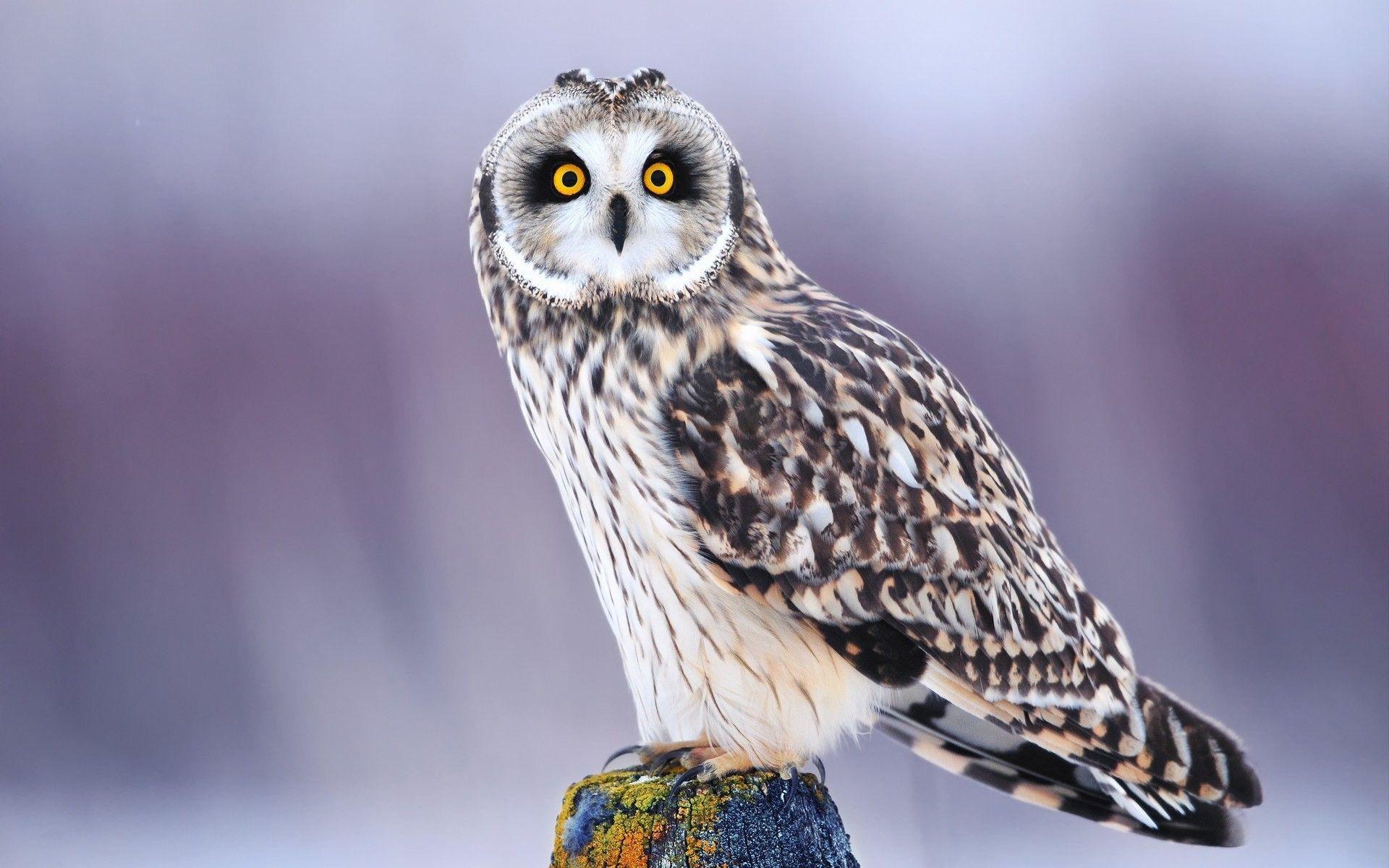 1920x1200 Owl HD Wallpaper Wide Desktop Wallpaper High Definition