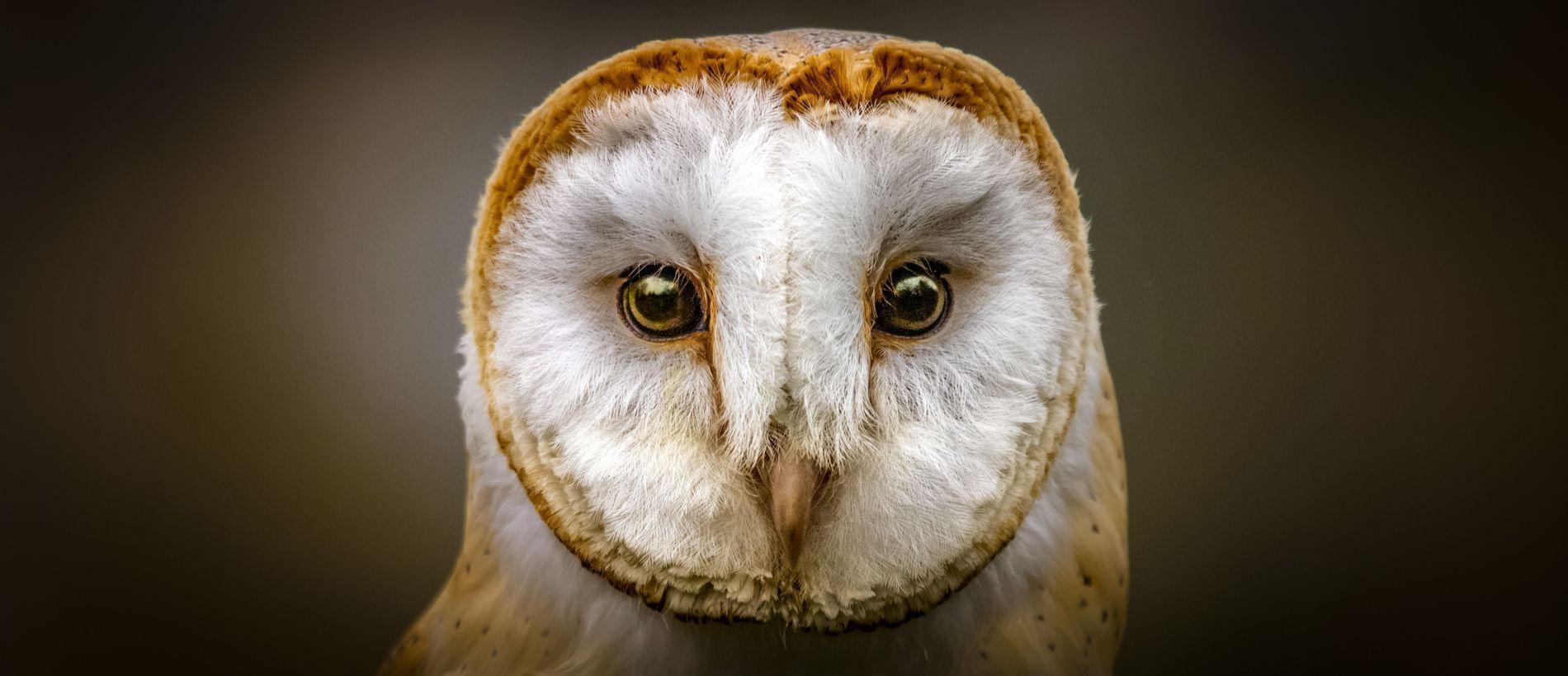 1900x819 1900x819 barn owl desktop wallpaper. barn owl