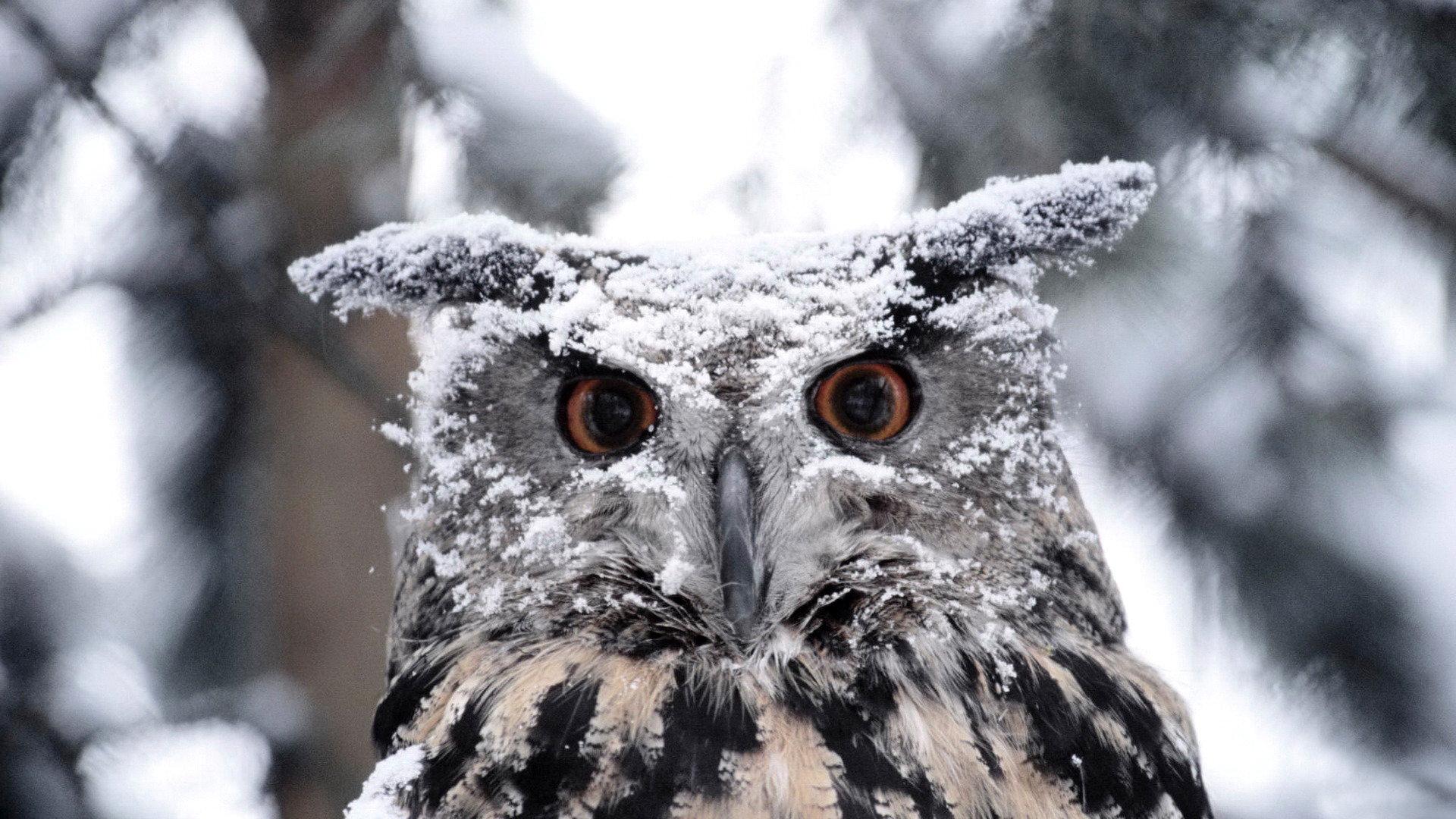 1920x1080 Great Horned Owl wallpaper HD for desktop background