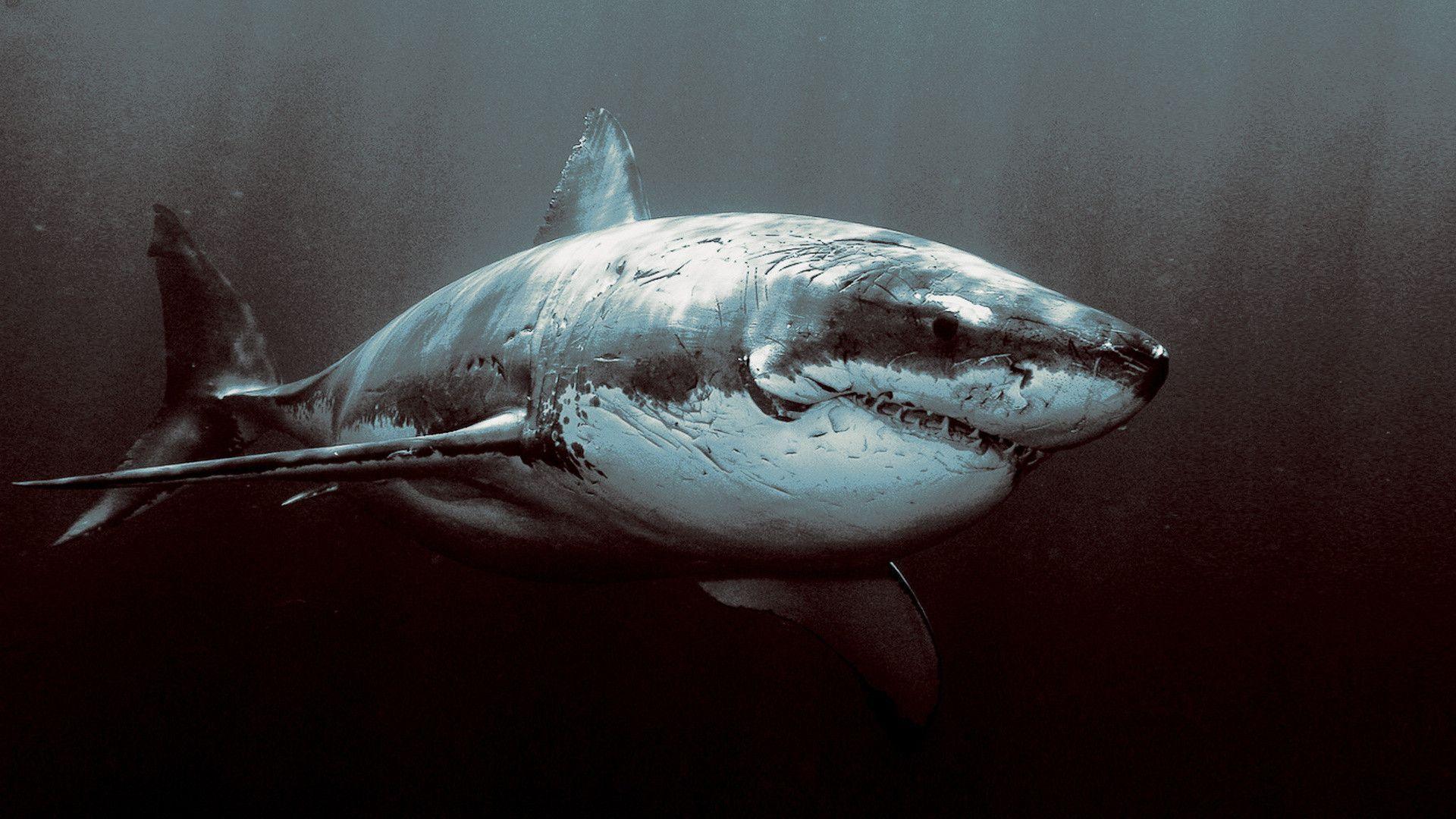 Great White Shark Wallpapers - Top Free White Shark -