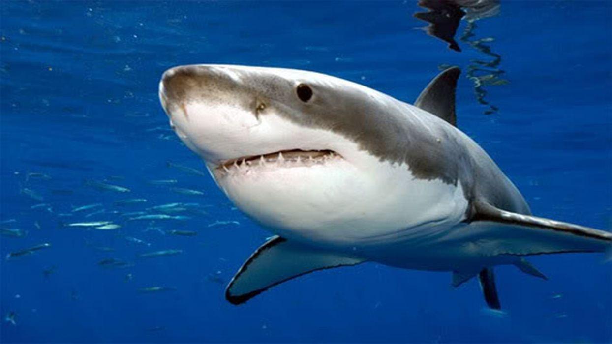 great white shark wallpapers for desktop