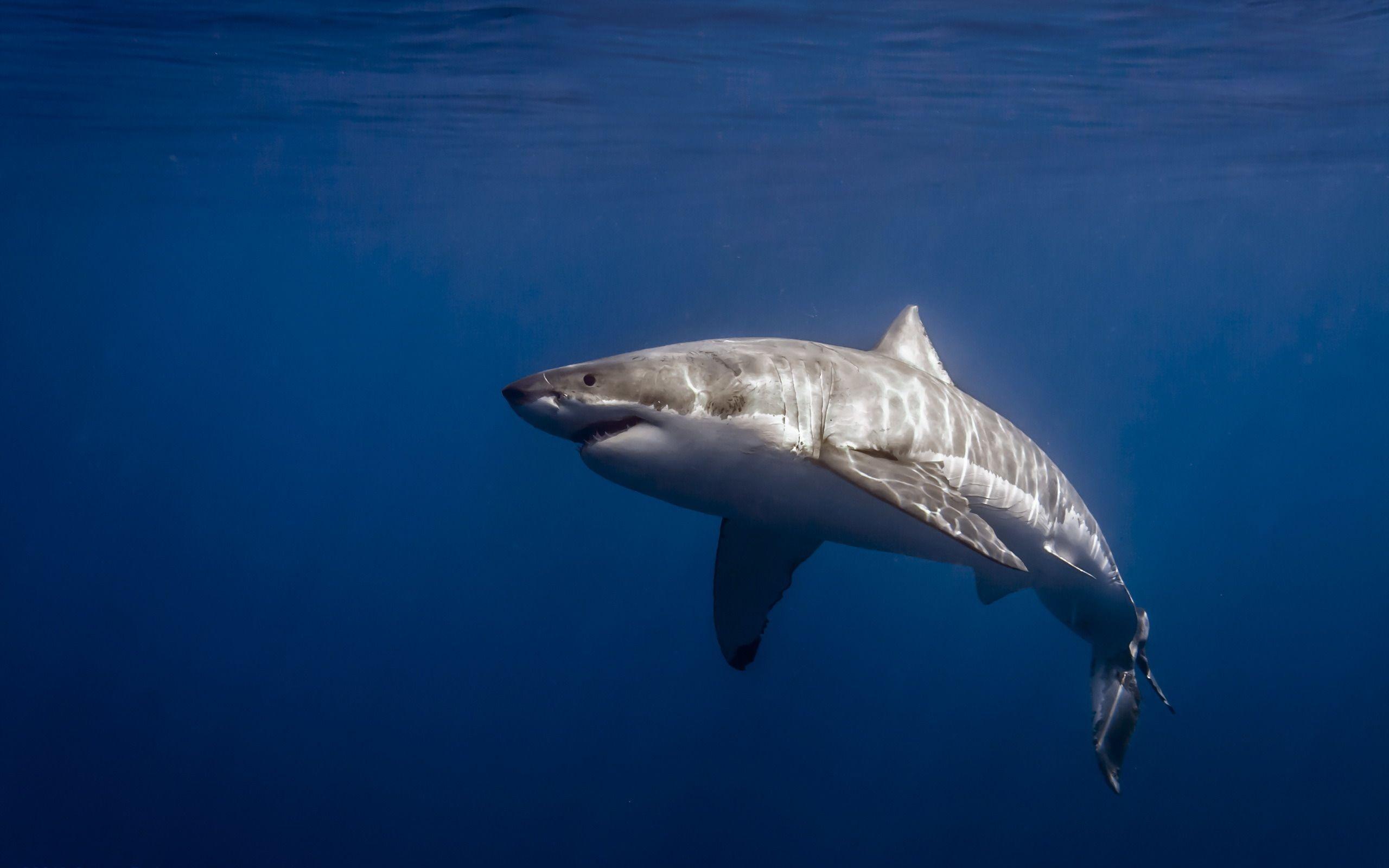 2560x1600 Great White Shark Wallpaper Desktop Background #iGD