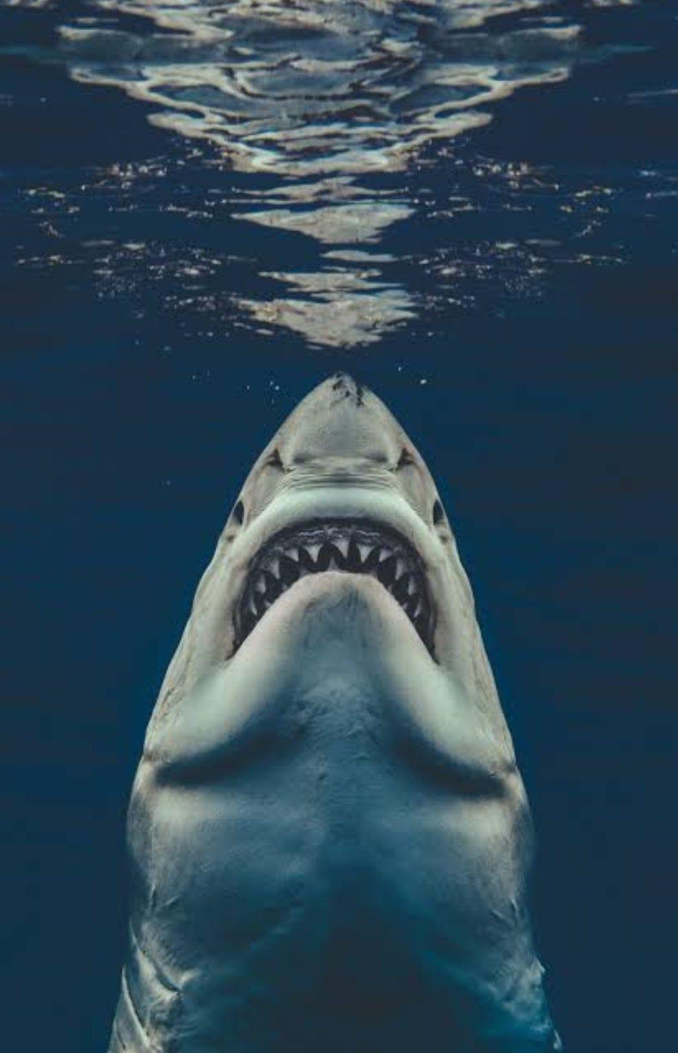 986x1531 Great White Shark