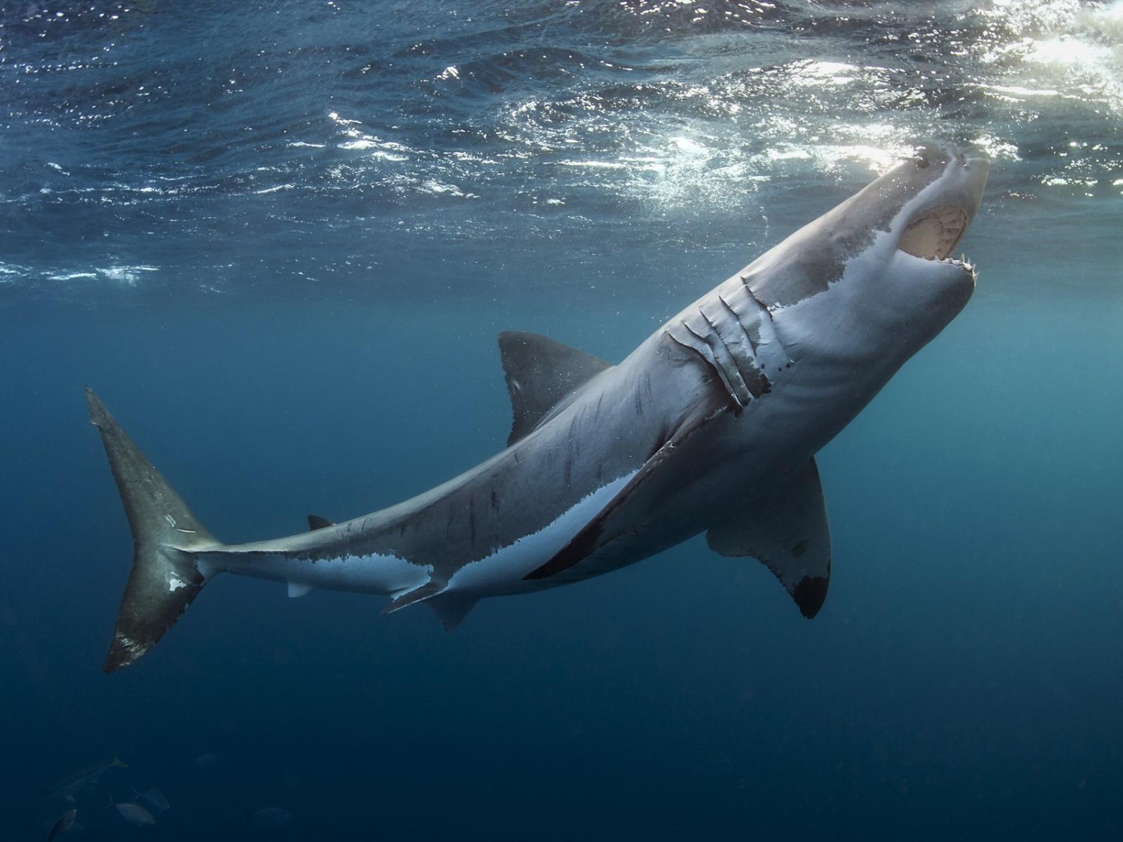 1600x1200 Great White Shark Wallpaper 6 X 1277