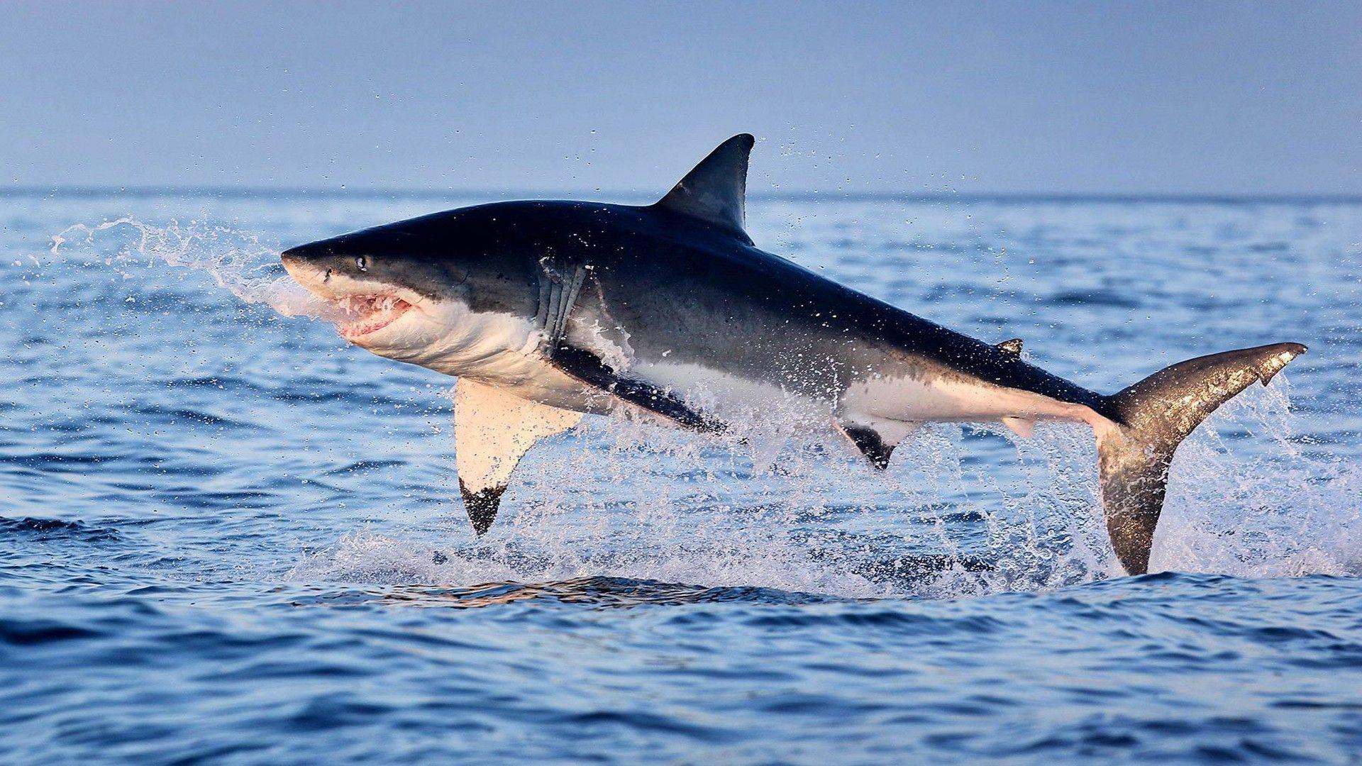 1920x1080 Great White Shark Jumping Out Of Water HD Wallpaper
