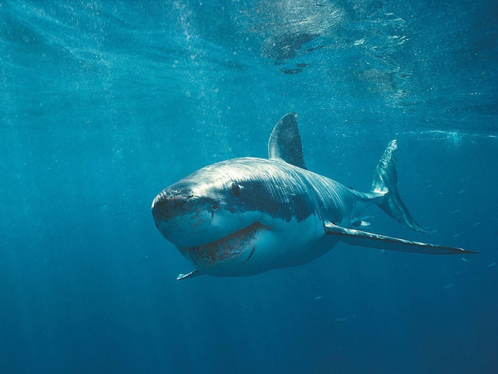 1600x1200 Great White Shark Wallpaper