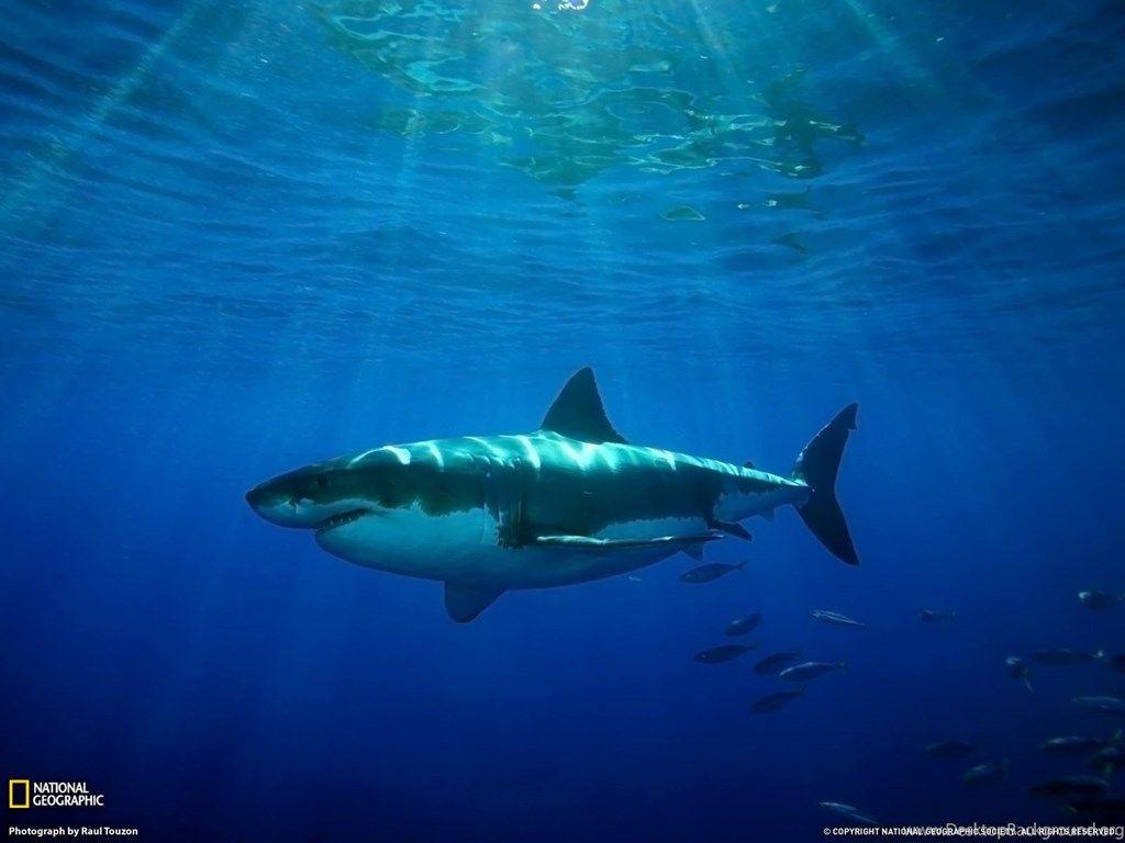 Great White Shark Wallpapers Top Free Great White Shark Backgrounds