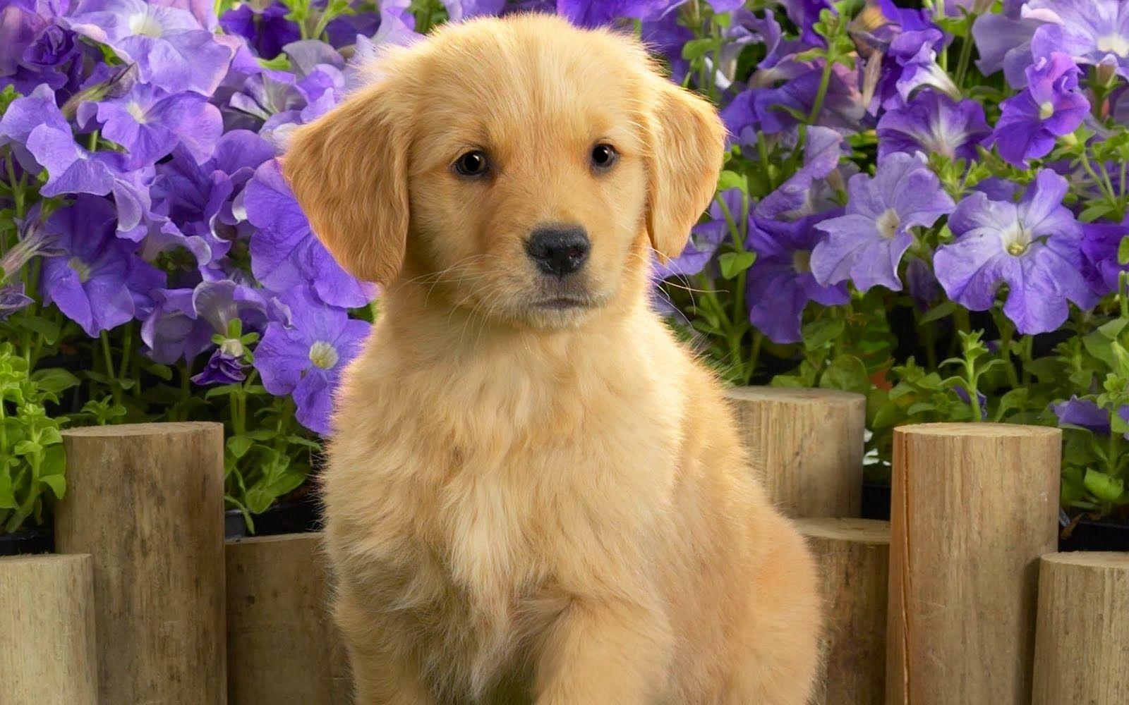 Golden Retriever Puppy Wallpapers - Top Free Golden Retriever Puppy  Backgrounds - WallpaperAccess