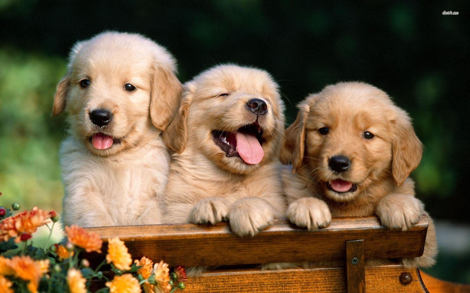 1920x1200 Golden Retriever Puppies wallpaper wallpaper