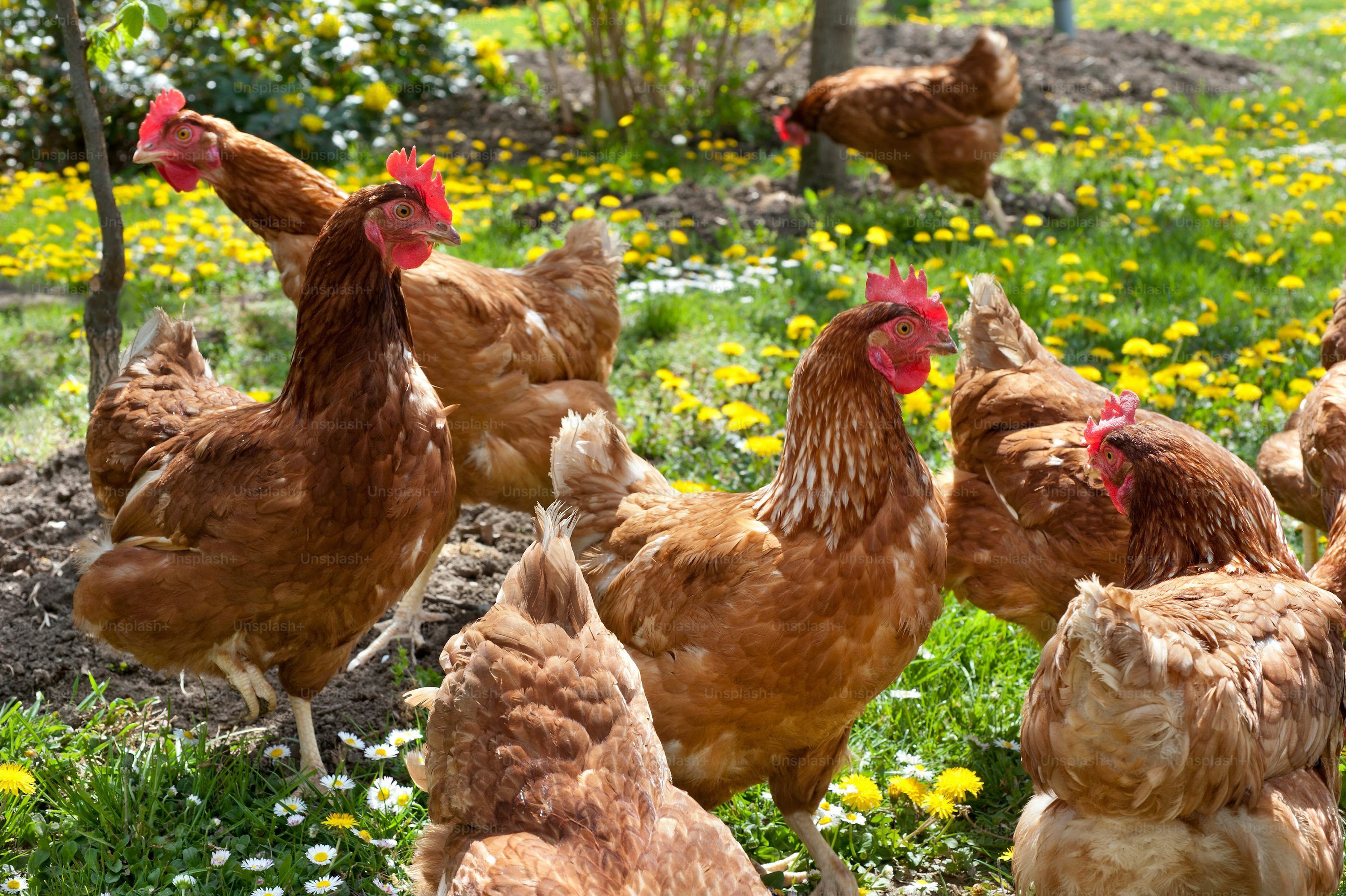 3000x1997 Chicken Farm Picture. Download Free
