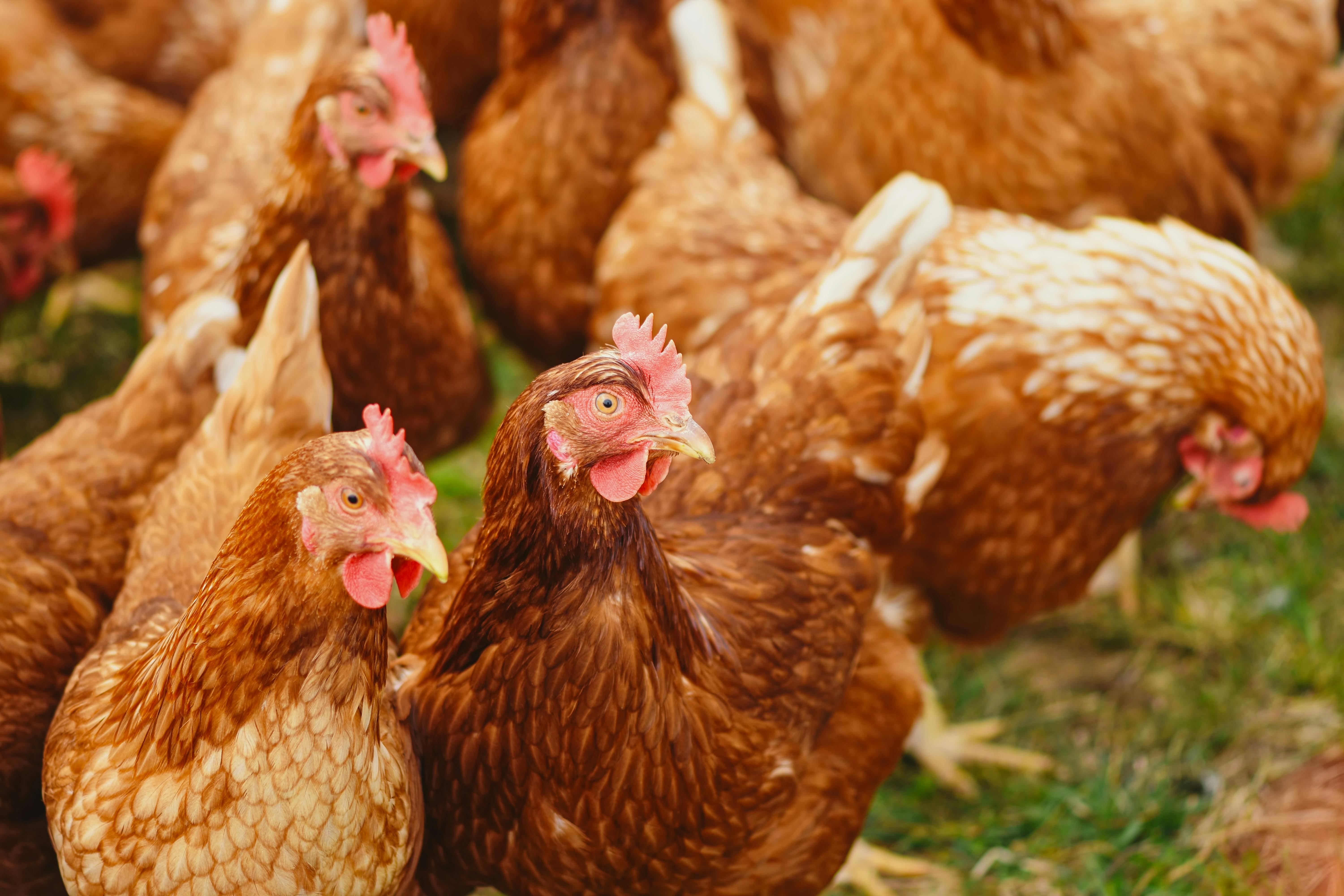 6000x4000 Poultry Farm & HD Image