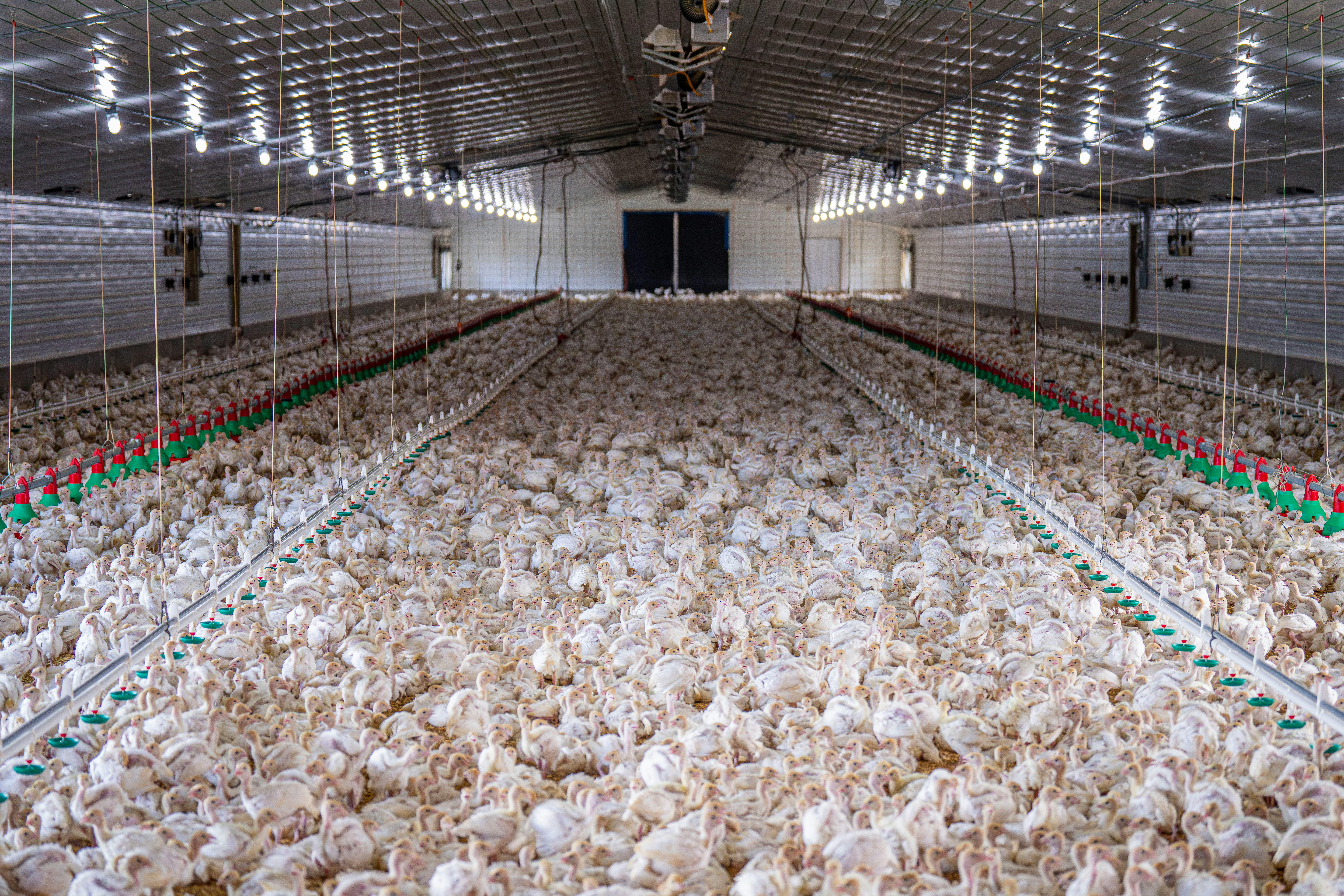 7678x5119 Chicken Farm Photo, Download The BEST