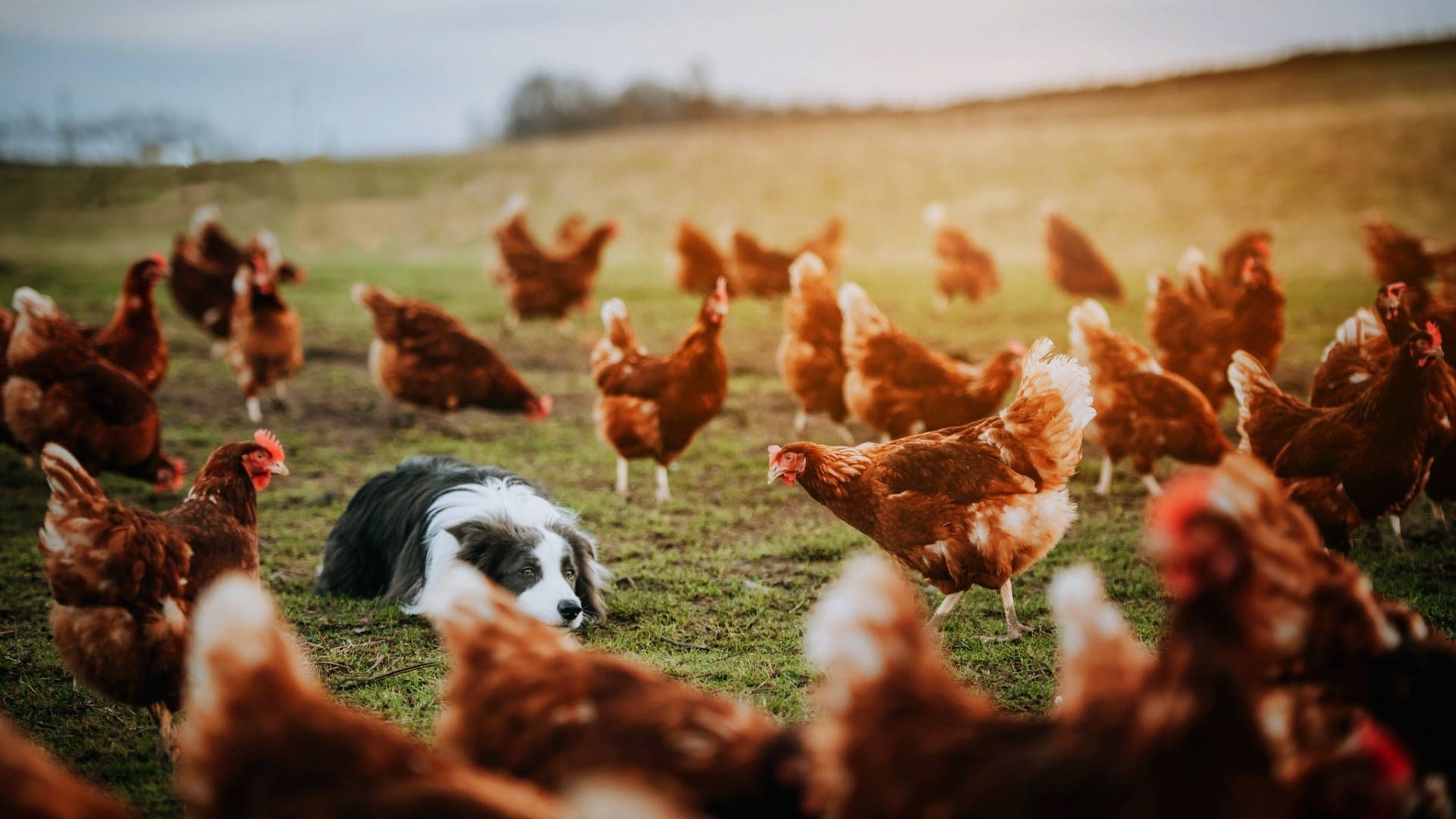 1920x1080 Download Farm Hen Wallpaper