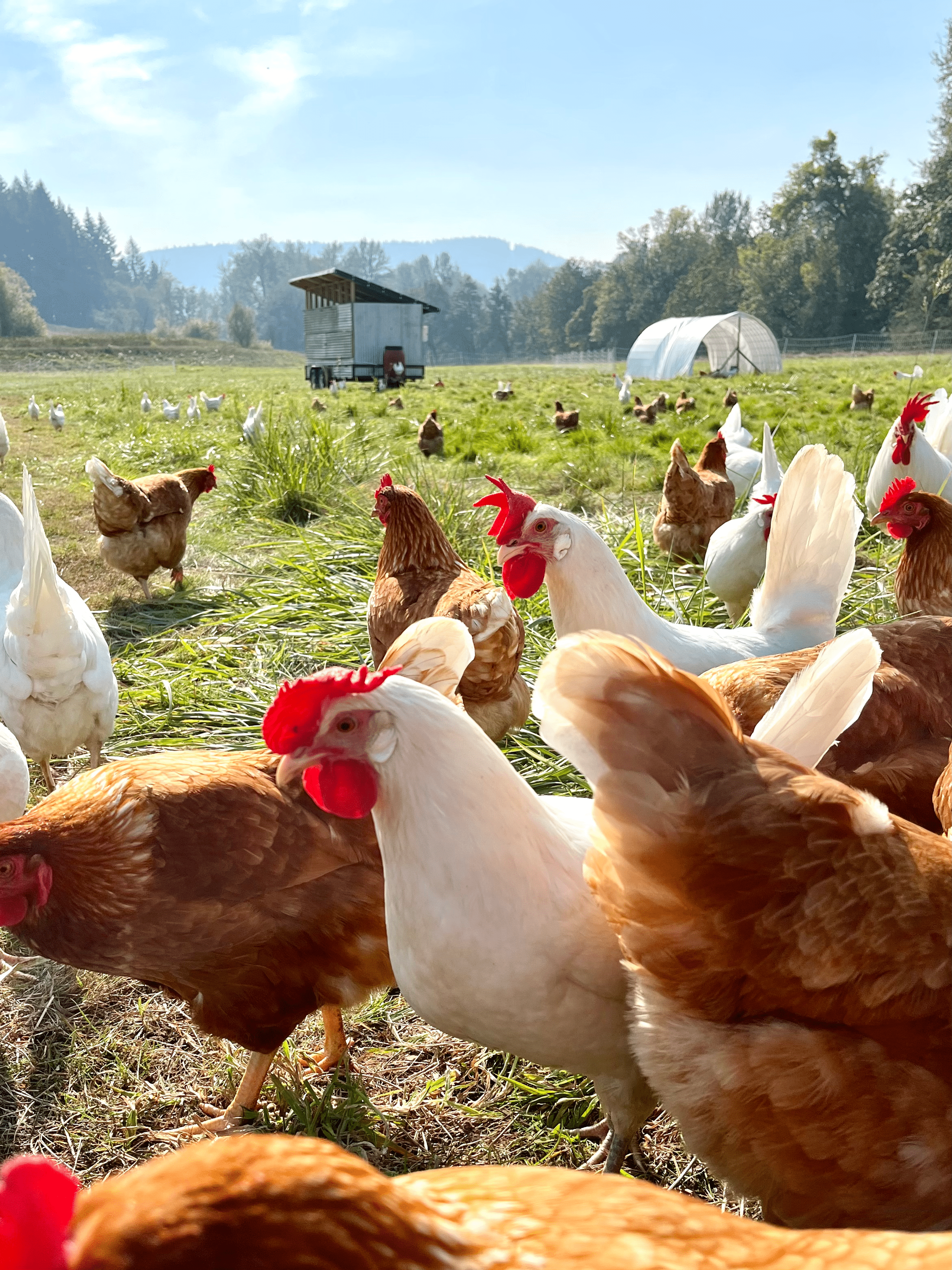 2500x3333 Pastured Poultry. Willow & Oak Farm