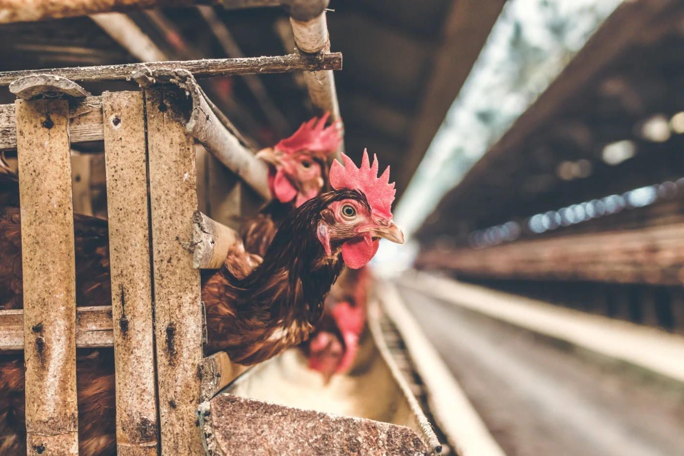 1400x933 Humanely Raised' Poultry and Eggs