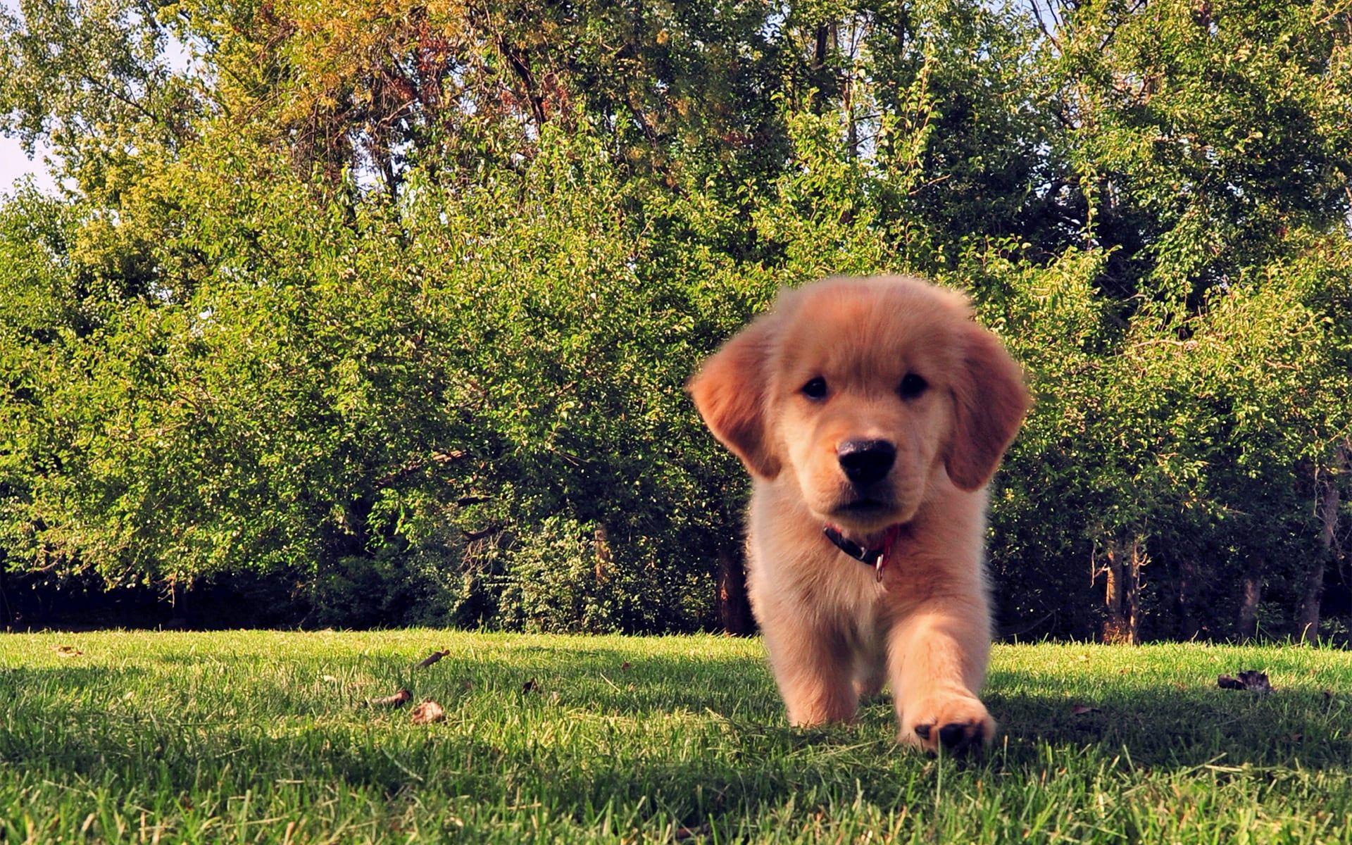 1920x1200 Golden Retriever puppy on grassfield HD wallpaper