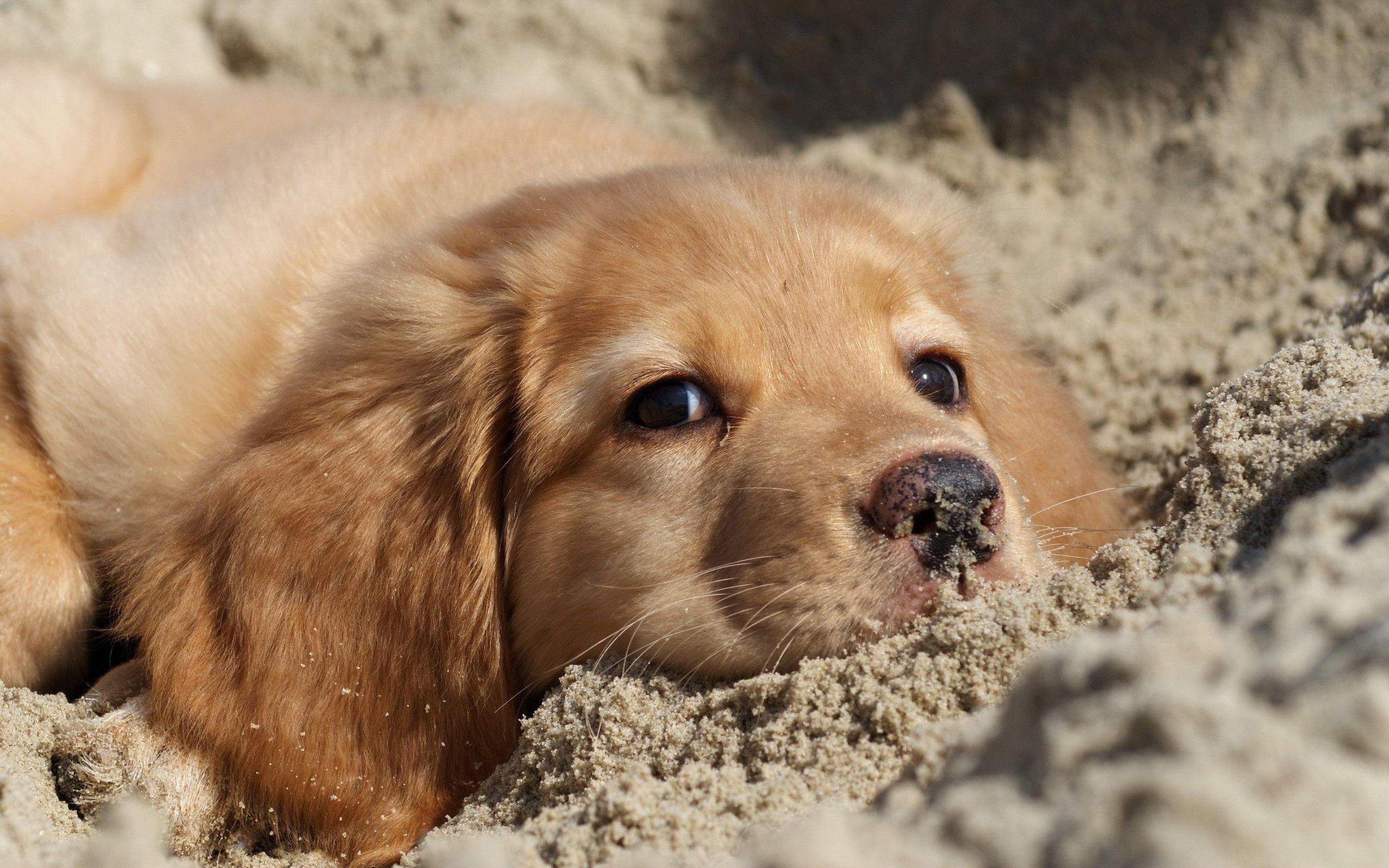 2560x1600 Golden Retriever Puppy Wallpaper Background 60774 2560x1600px