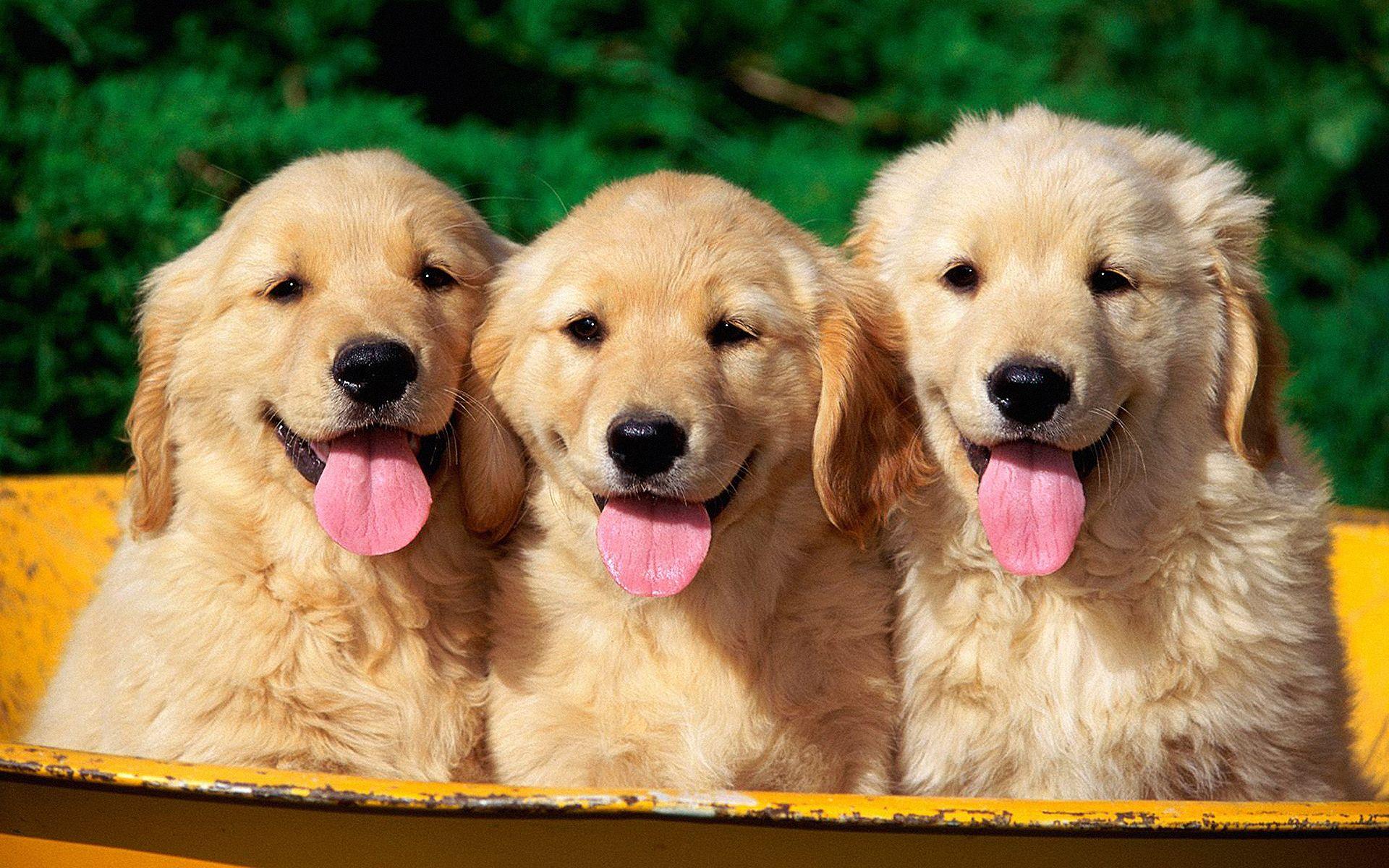Premium Photo  Golden retriever puppy wallpapers that will make your day