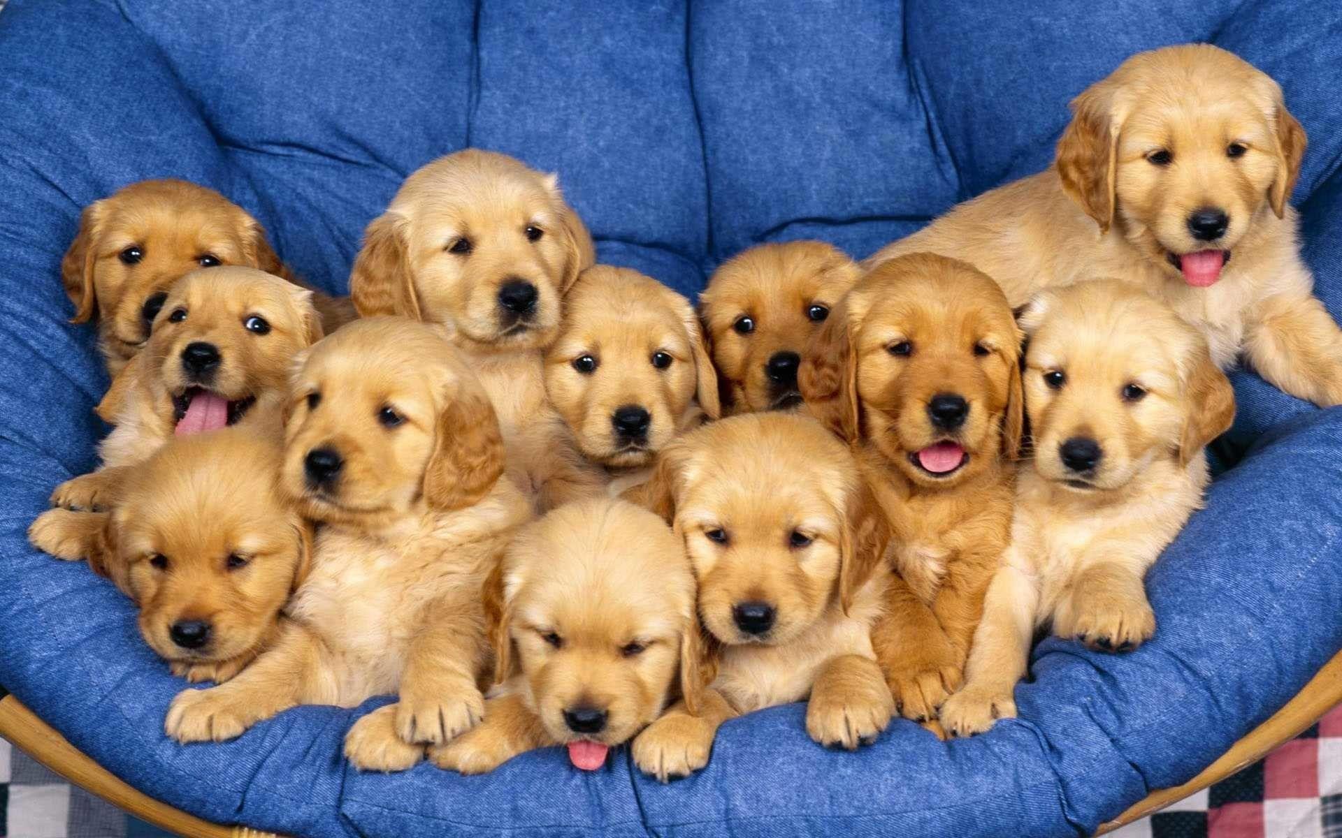 1920x1200 Golden Retriever HD Wallpaper