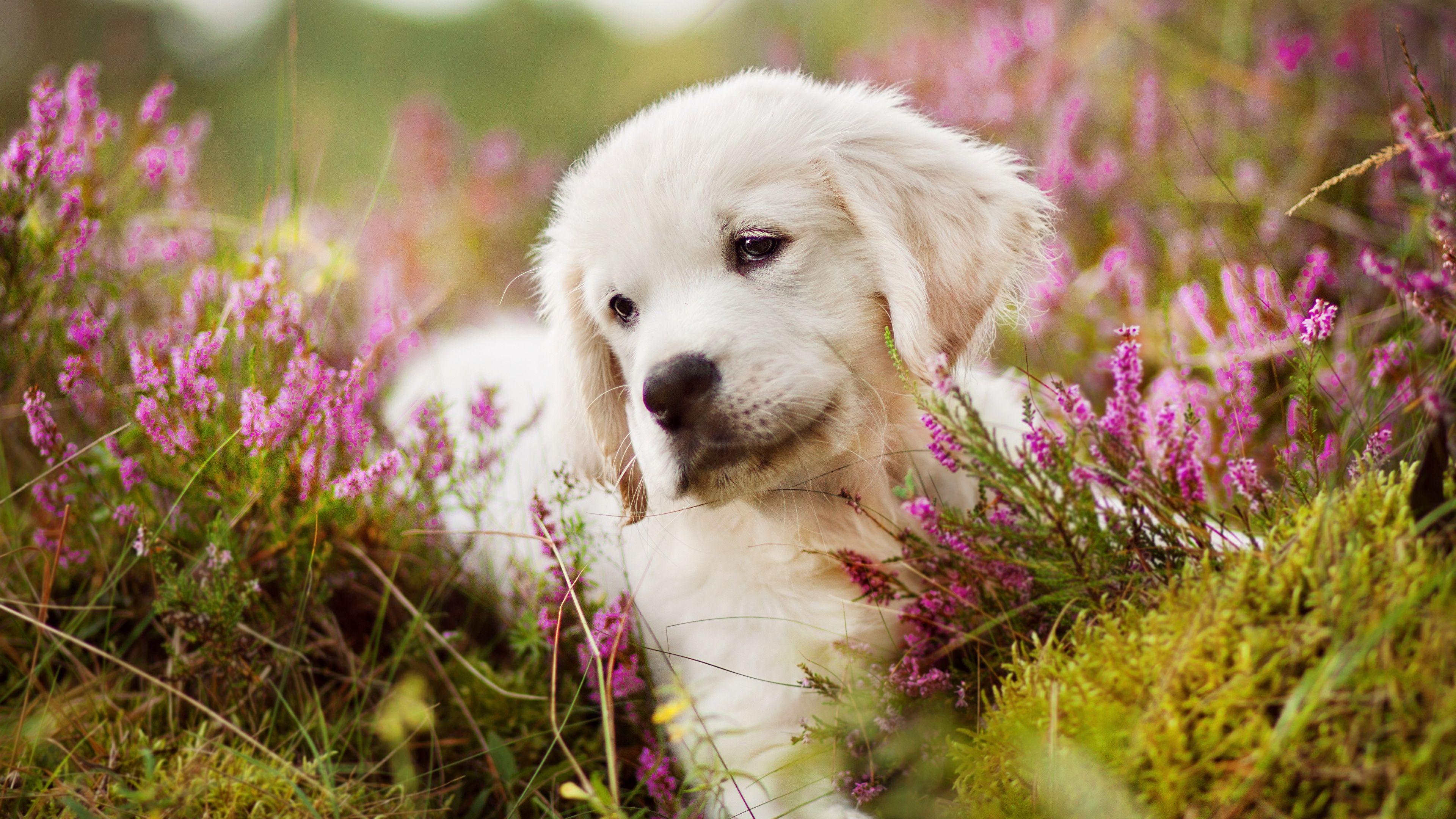 golden-retriever-puppy-wallpapers-top-free-golden-retriever-puppy